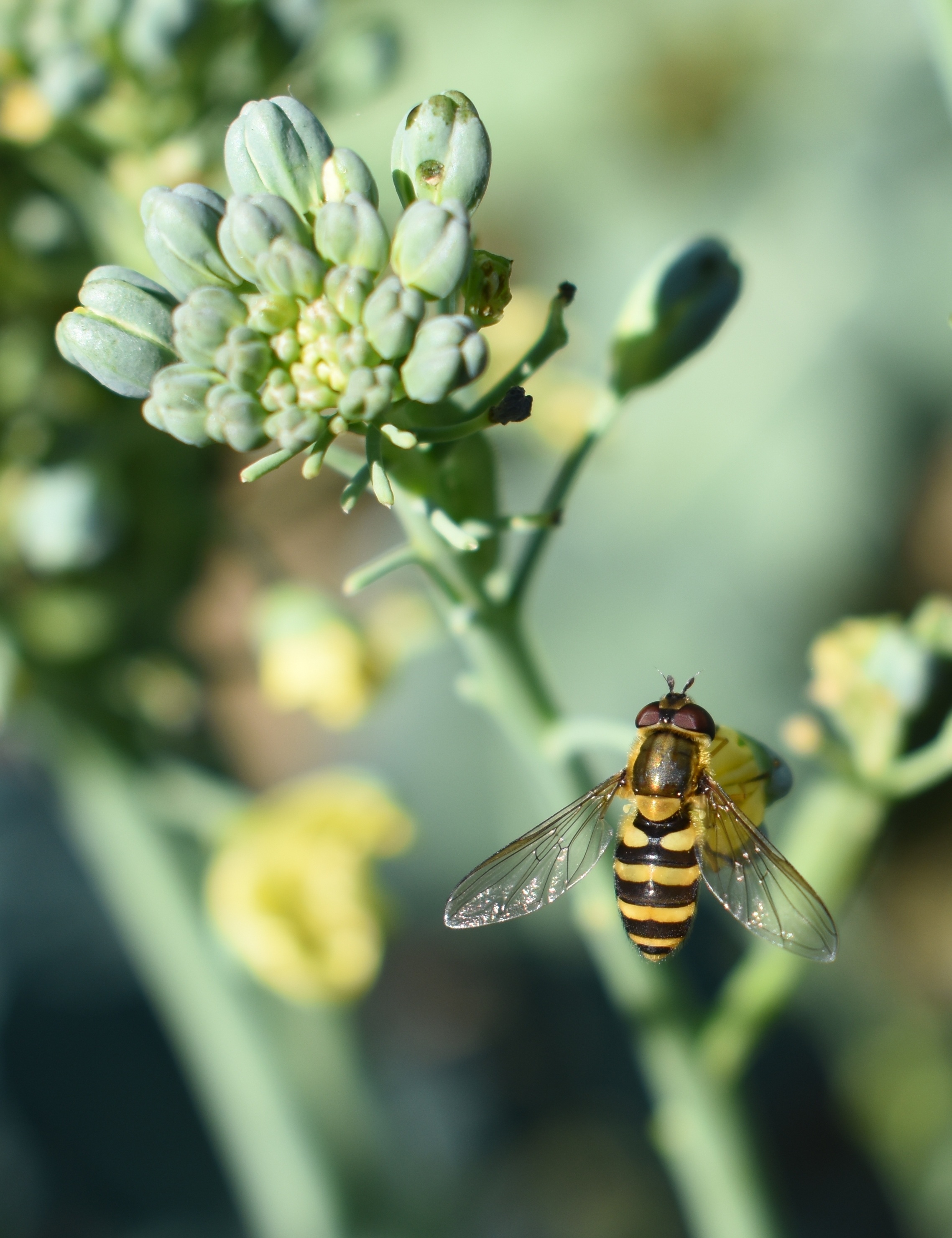 Bee Flower Broccoli free image download