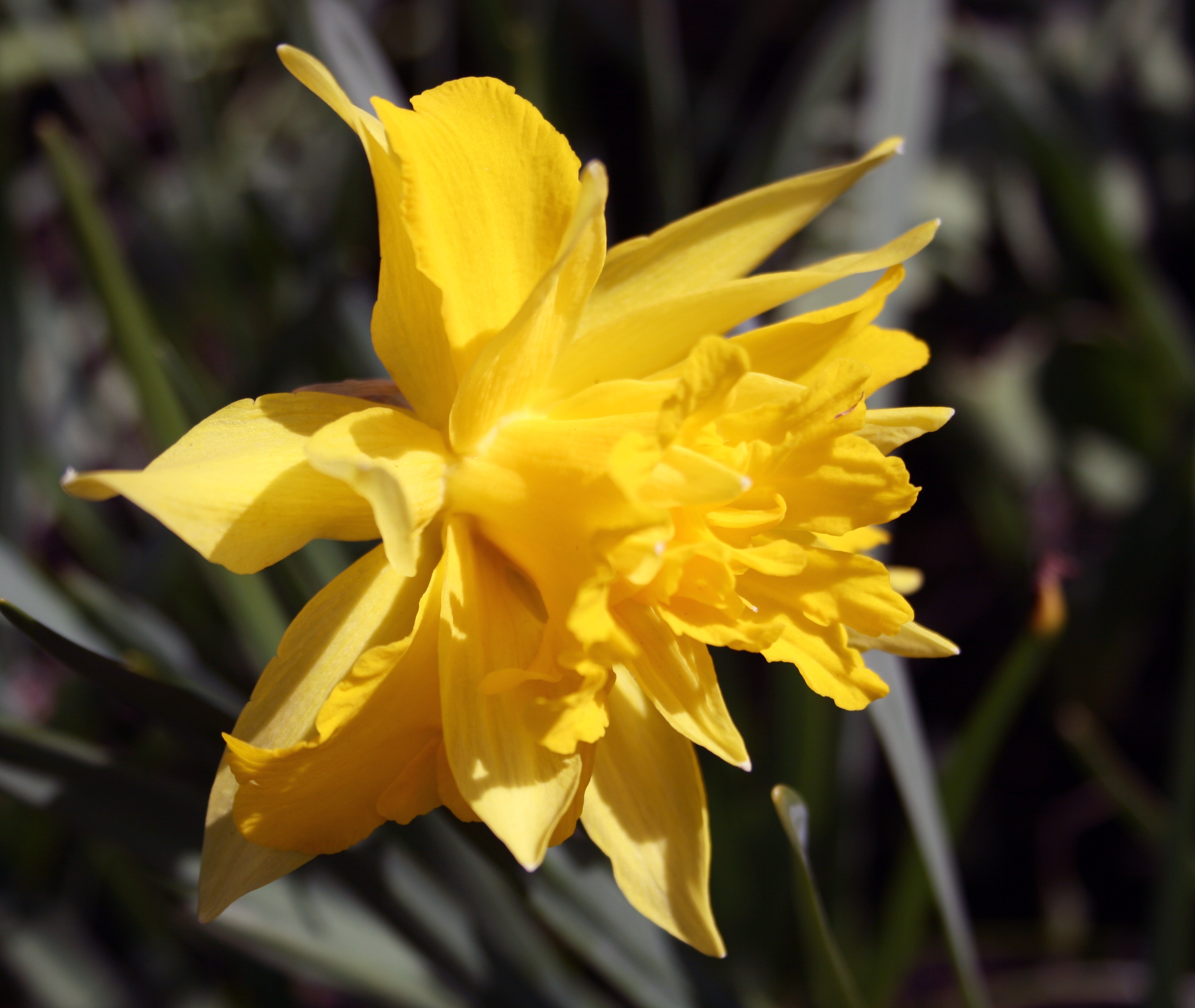 Flower Easter Yellow free image download