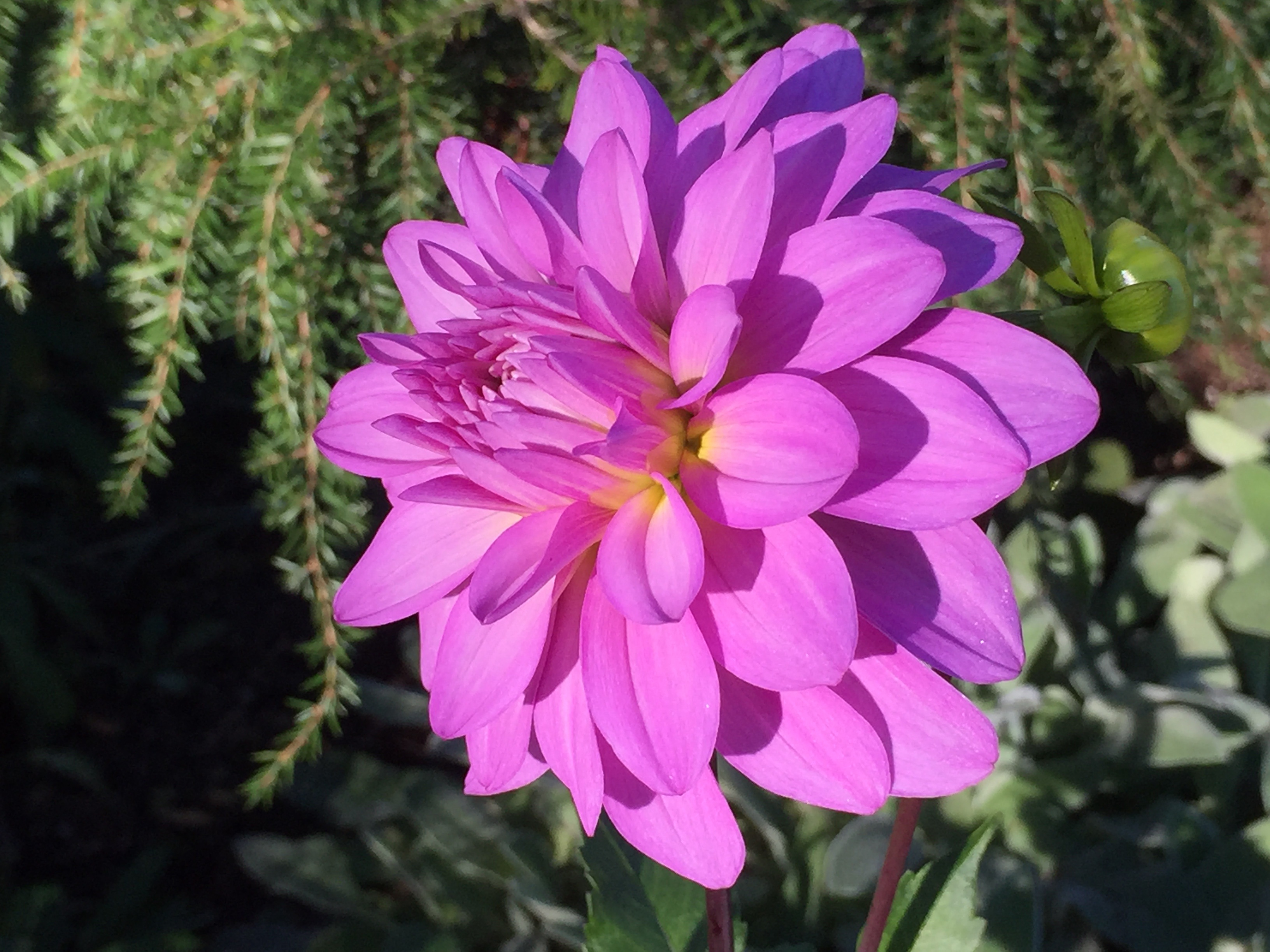 Orange Flower free image download