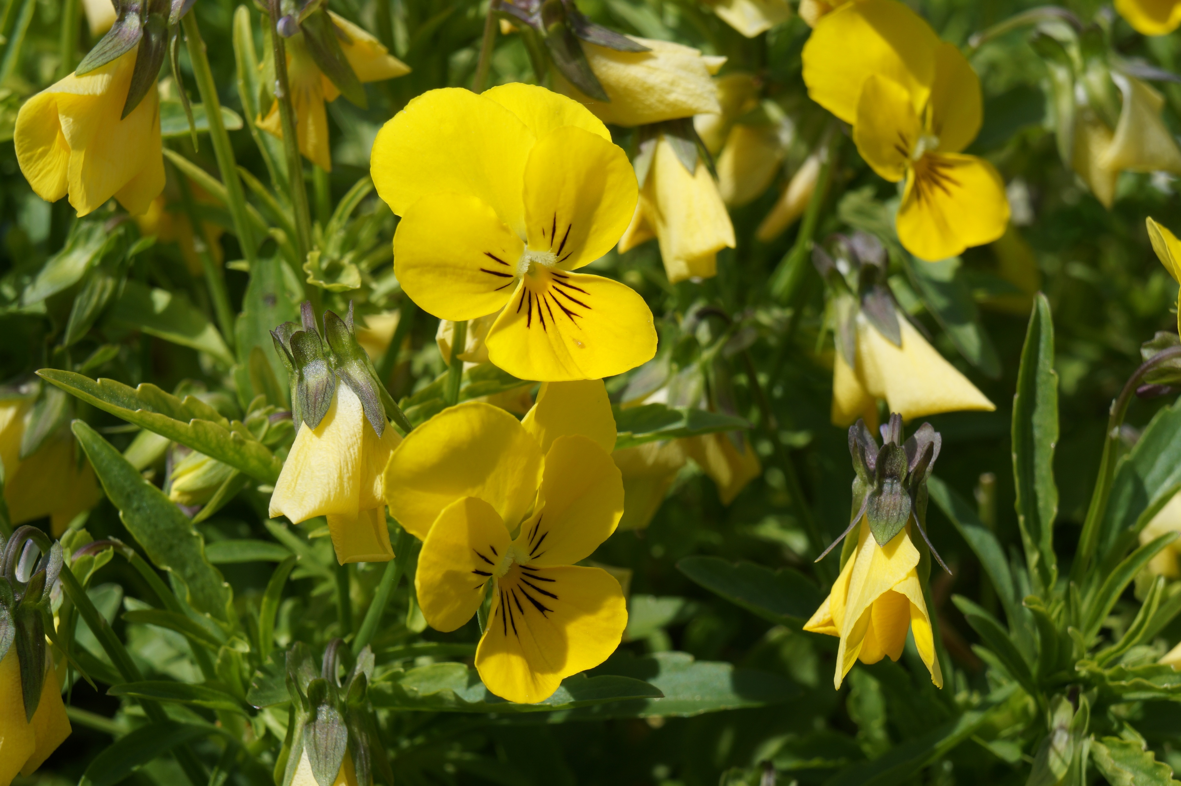 Pansy Yellow Garden free image download