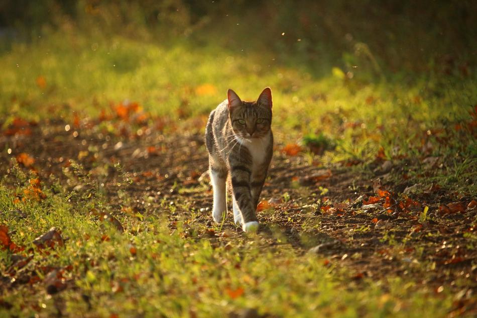 Autumn Cat Leaves free image download