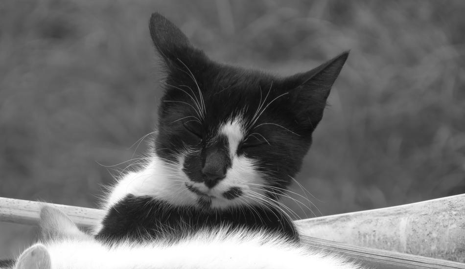 Black And White Cat Domestic free image download