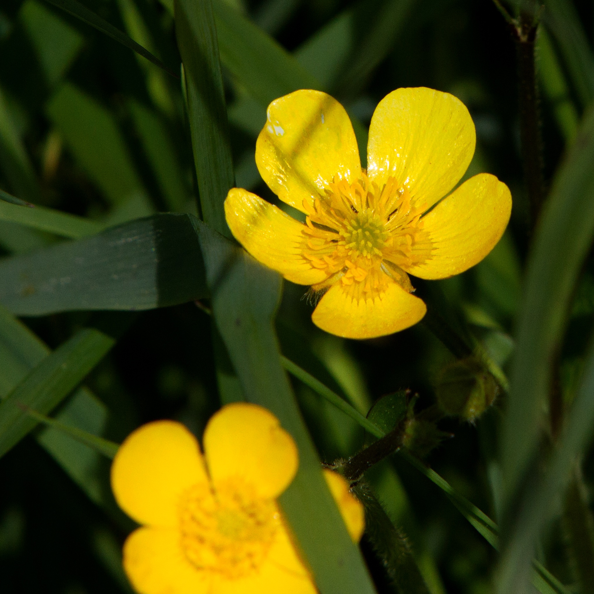 Buttercup Ranunculus Flower free image download