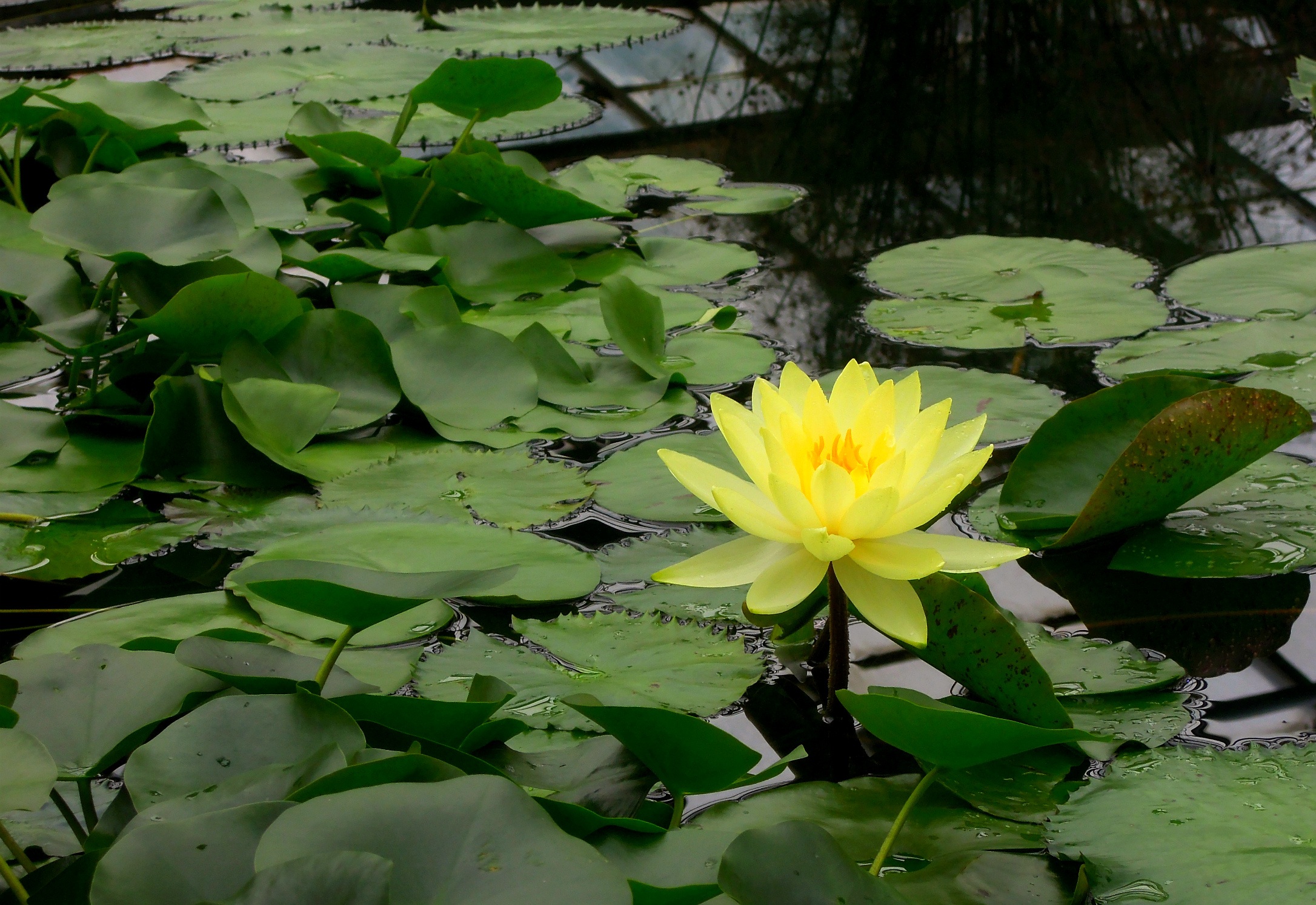Water Lily Plants free image download