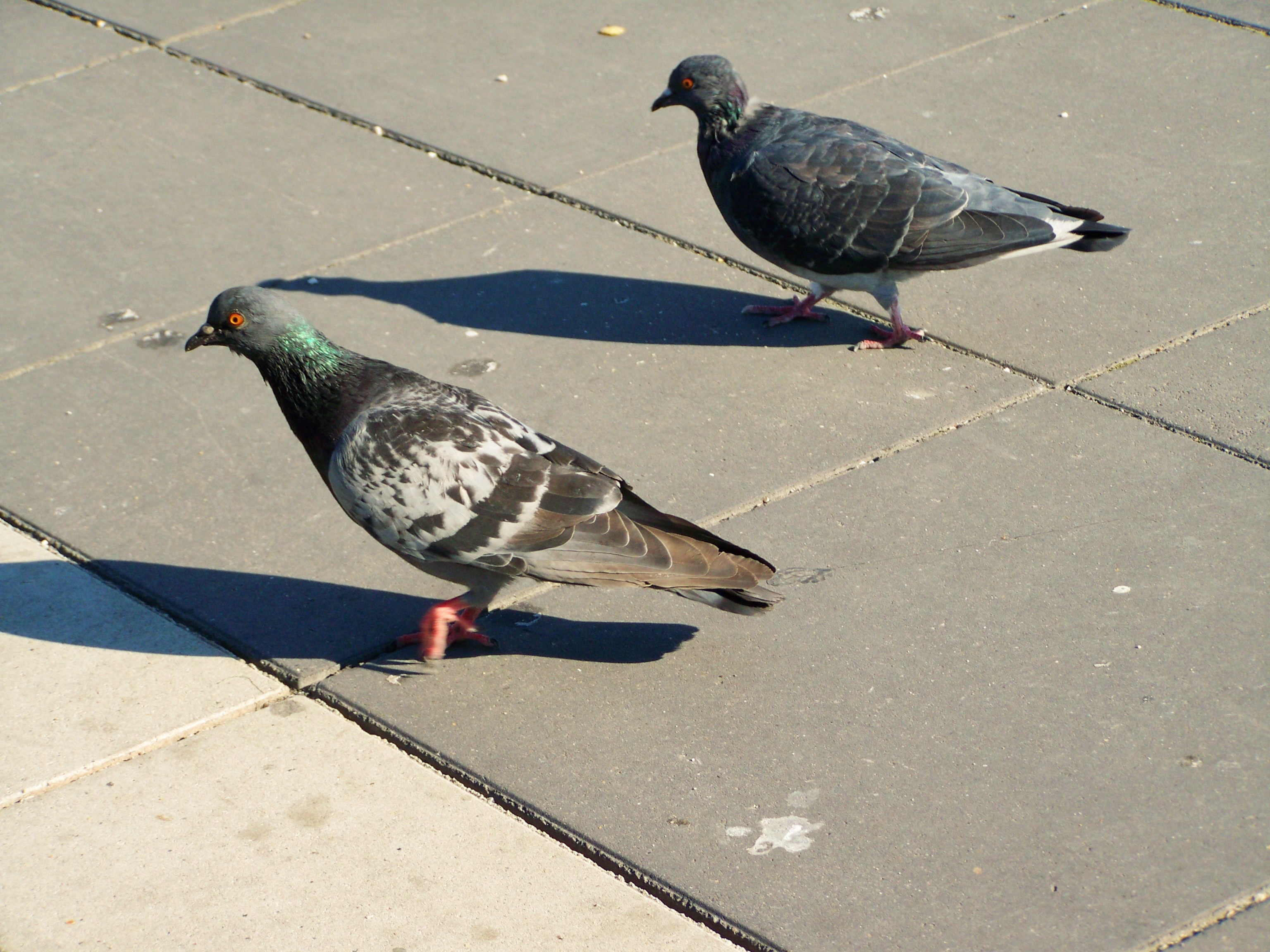 Urban Pigeon Birds on street free image download
