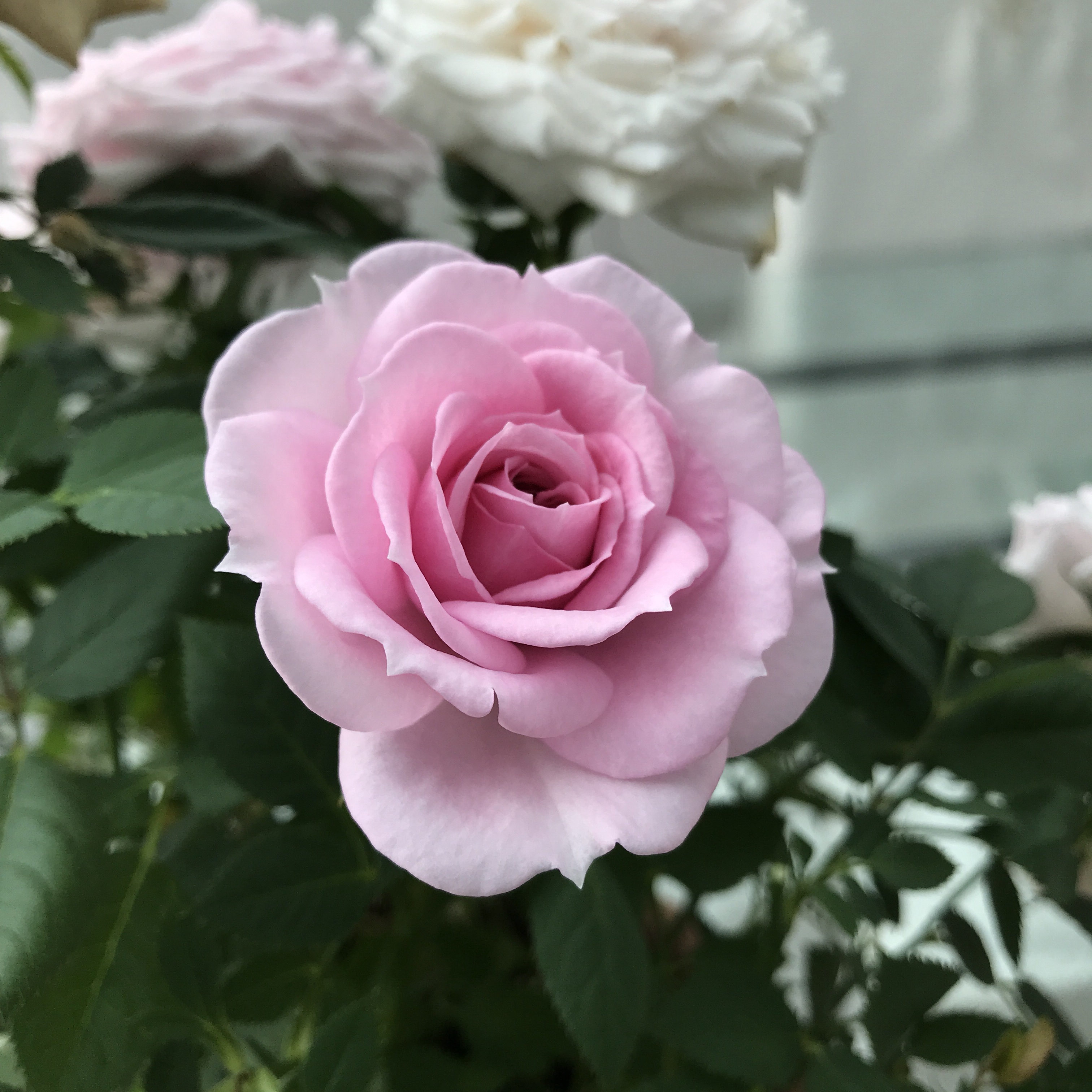Rose Flower Plant free image download