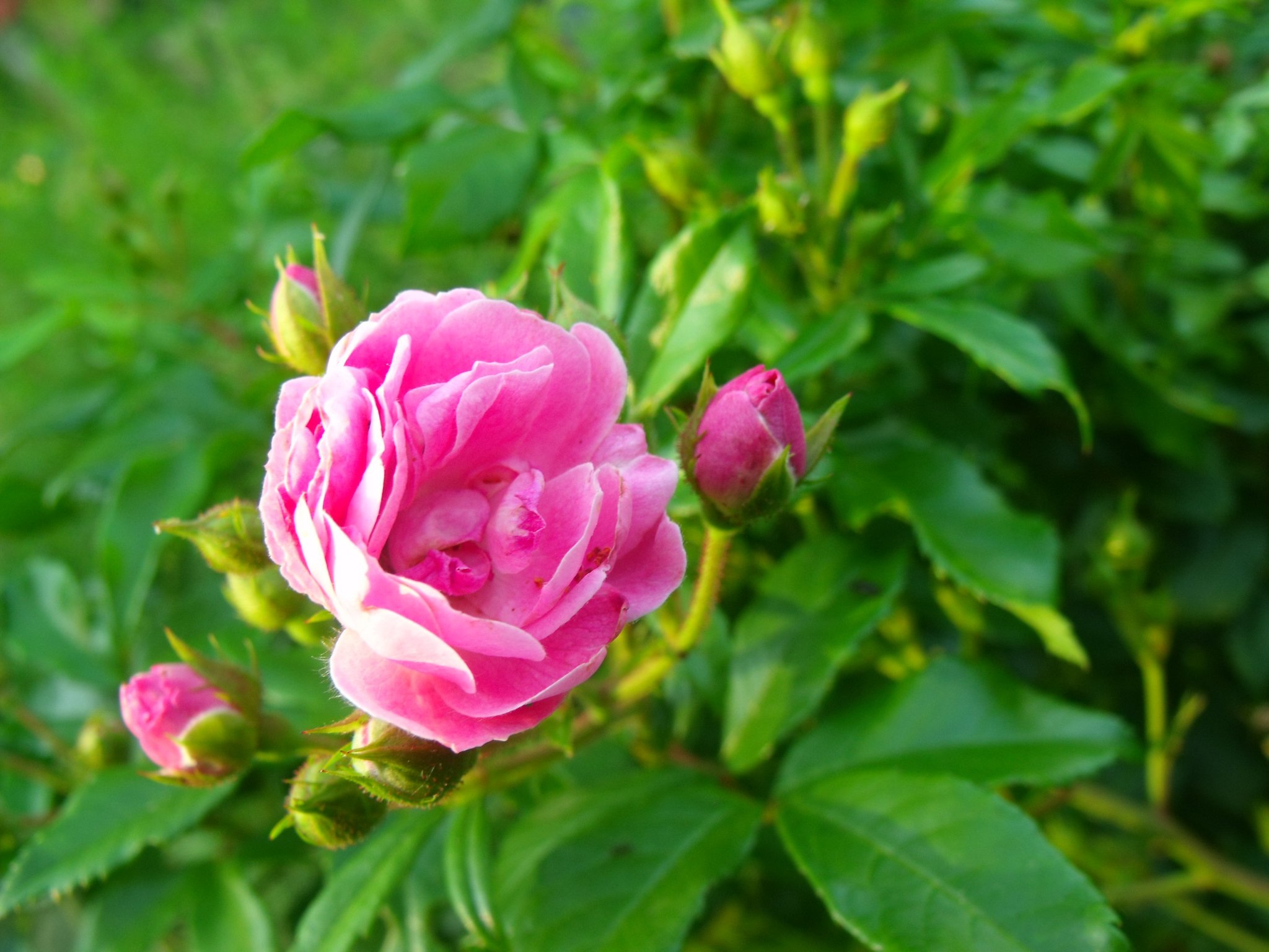 Flower Rose Bud free image download