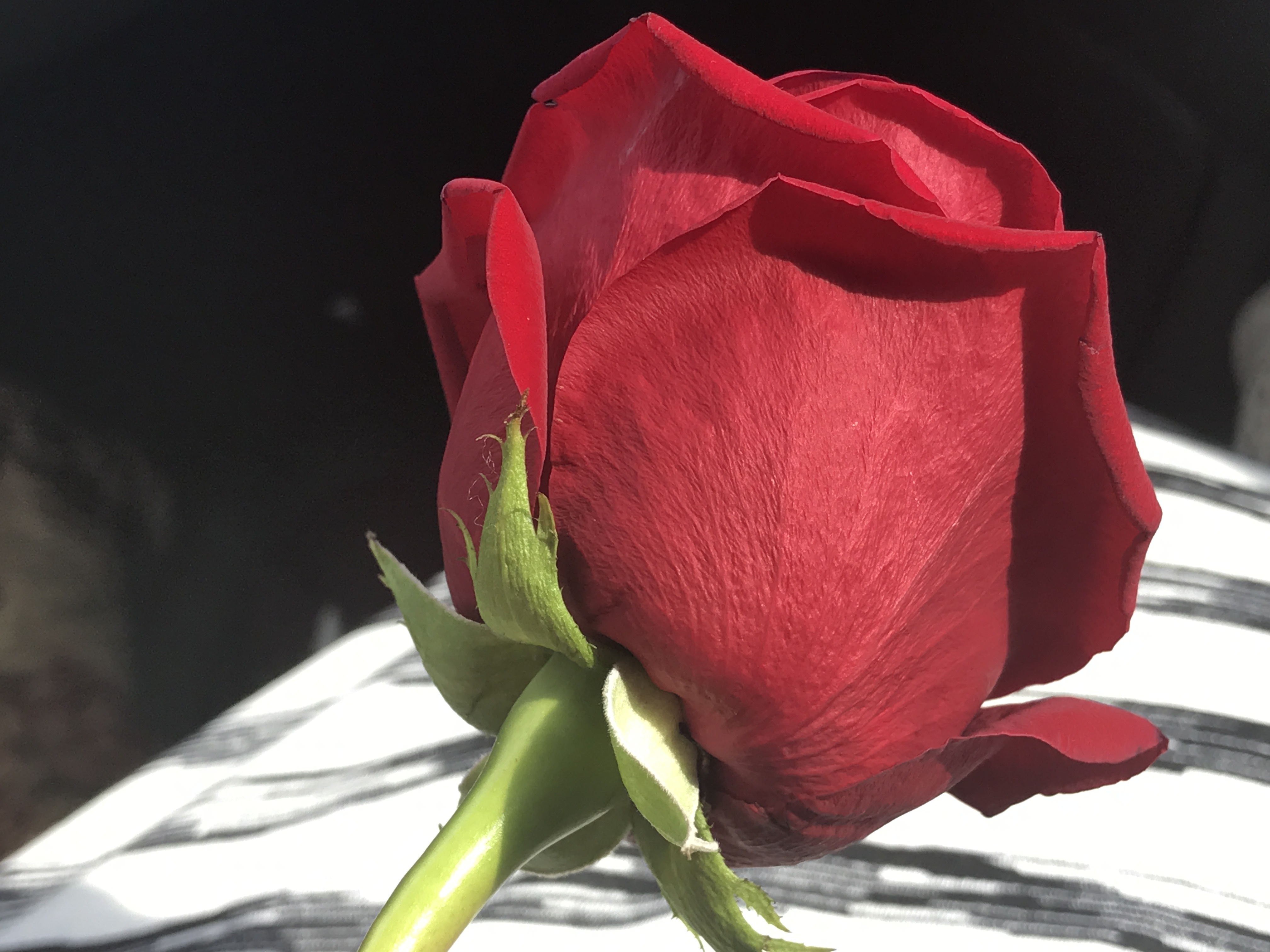 Red Rose Single Flower free image download