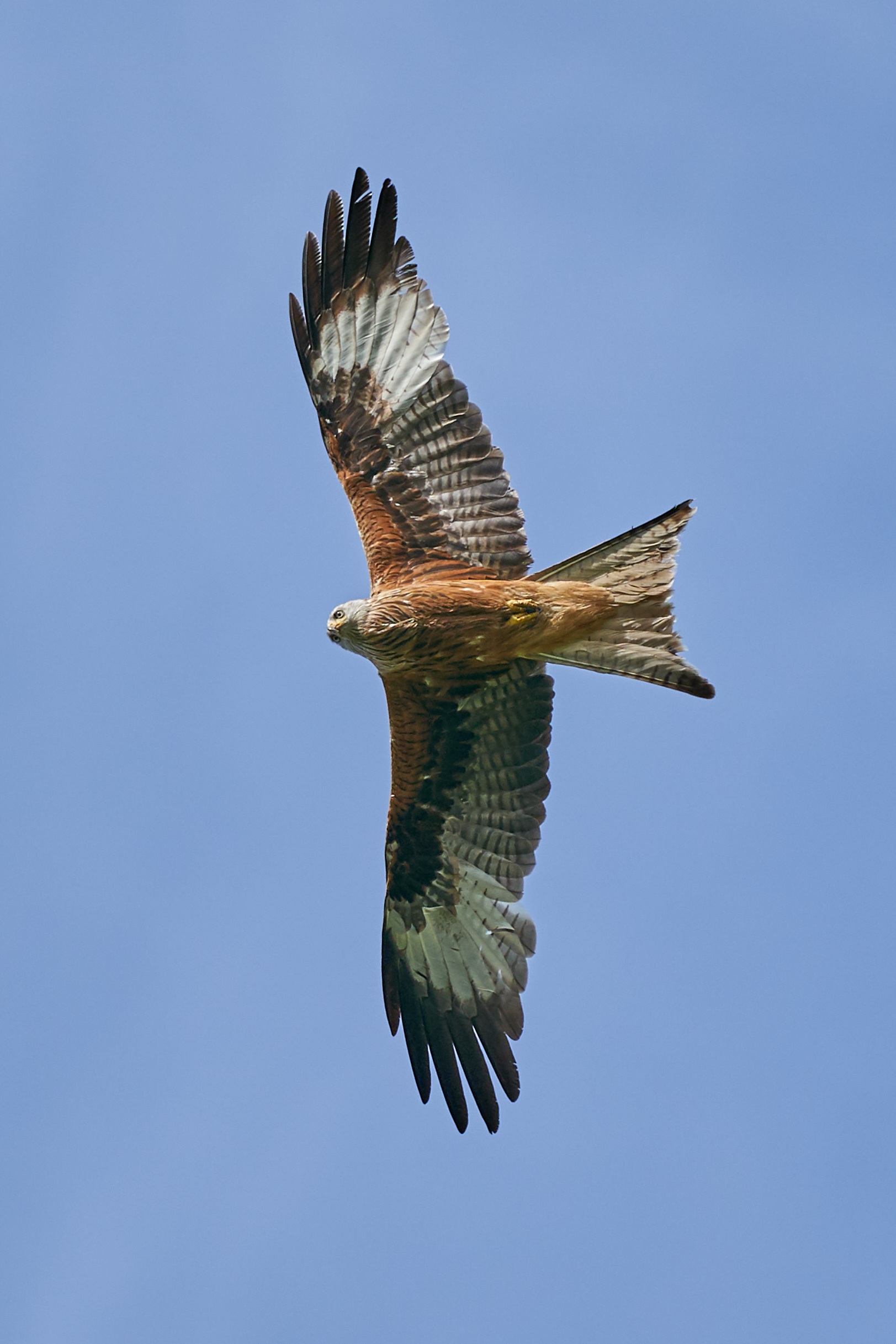Red Kite Bird Of Prey Flying free image download