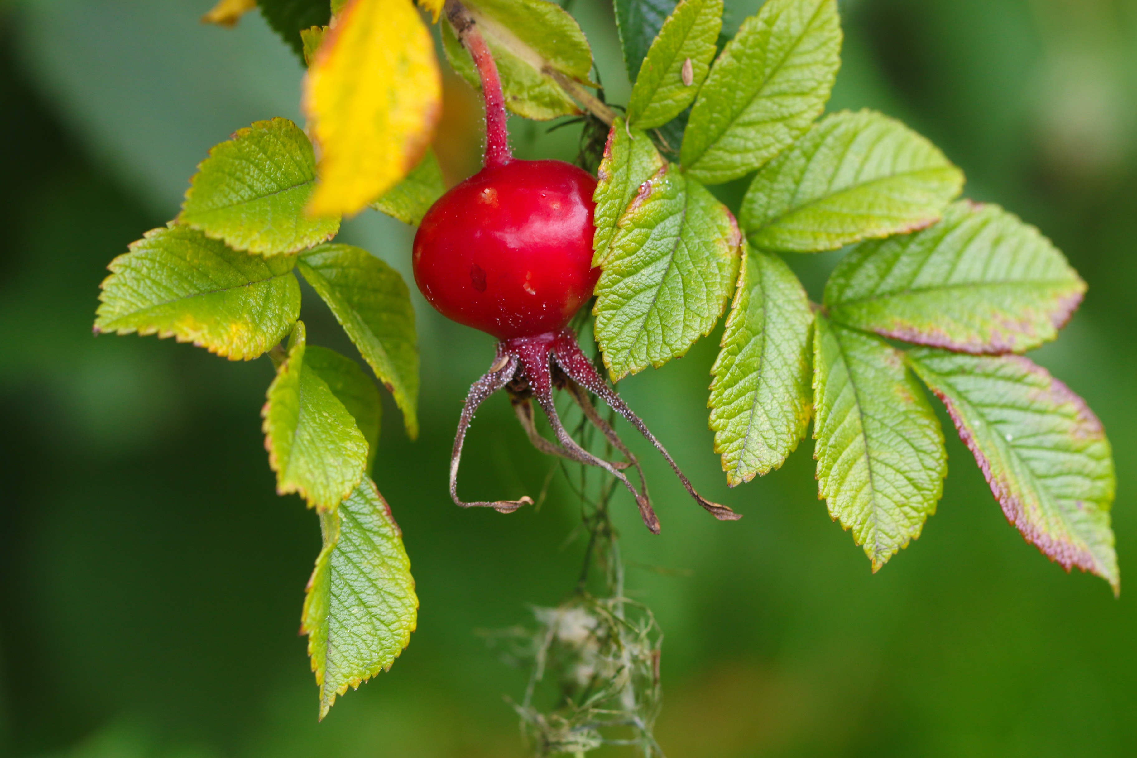 Herb RoseHip Plant free image download