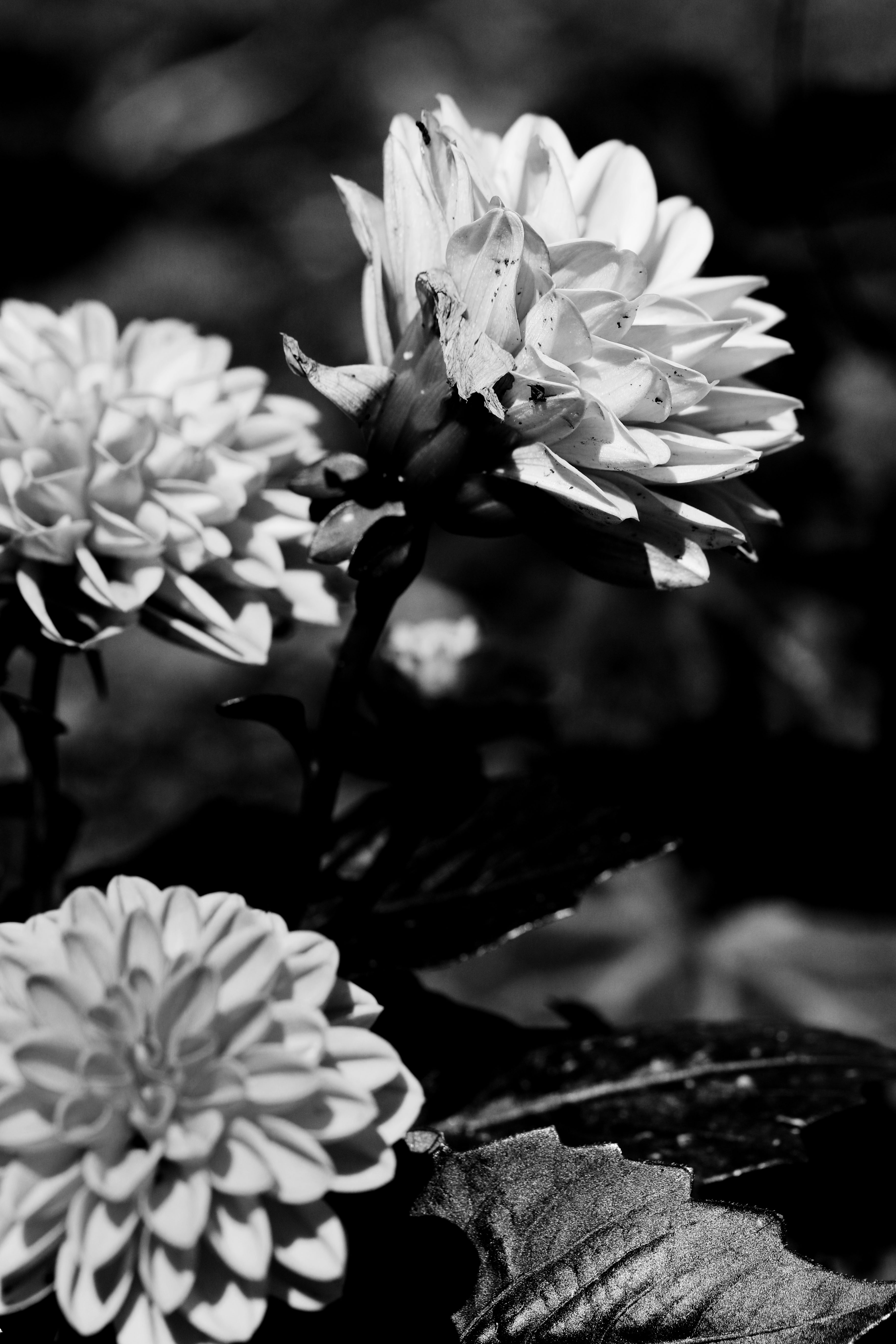 Flowers Summer Garden free image download