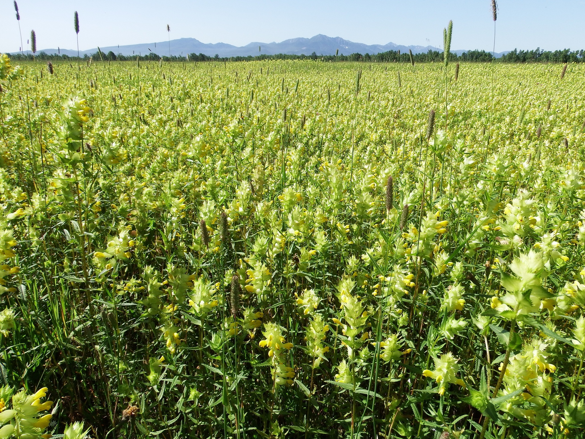 Field Meadow Glade free image download