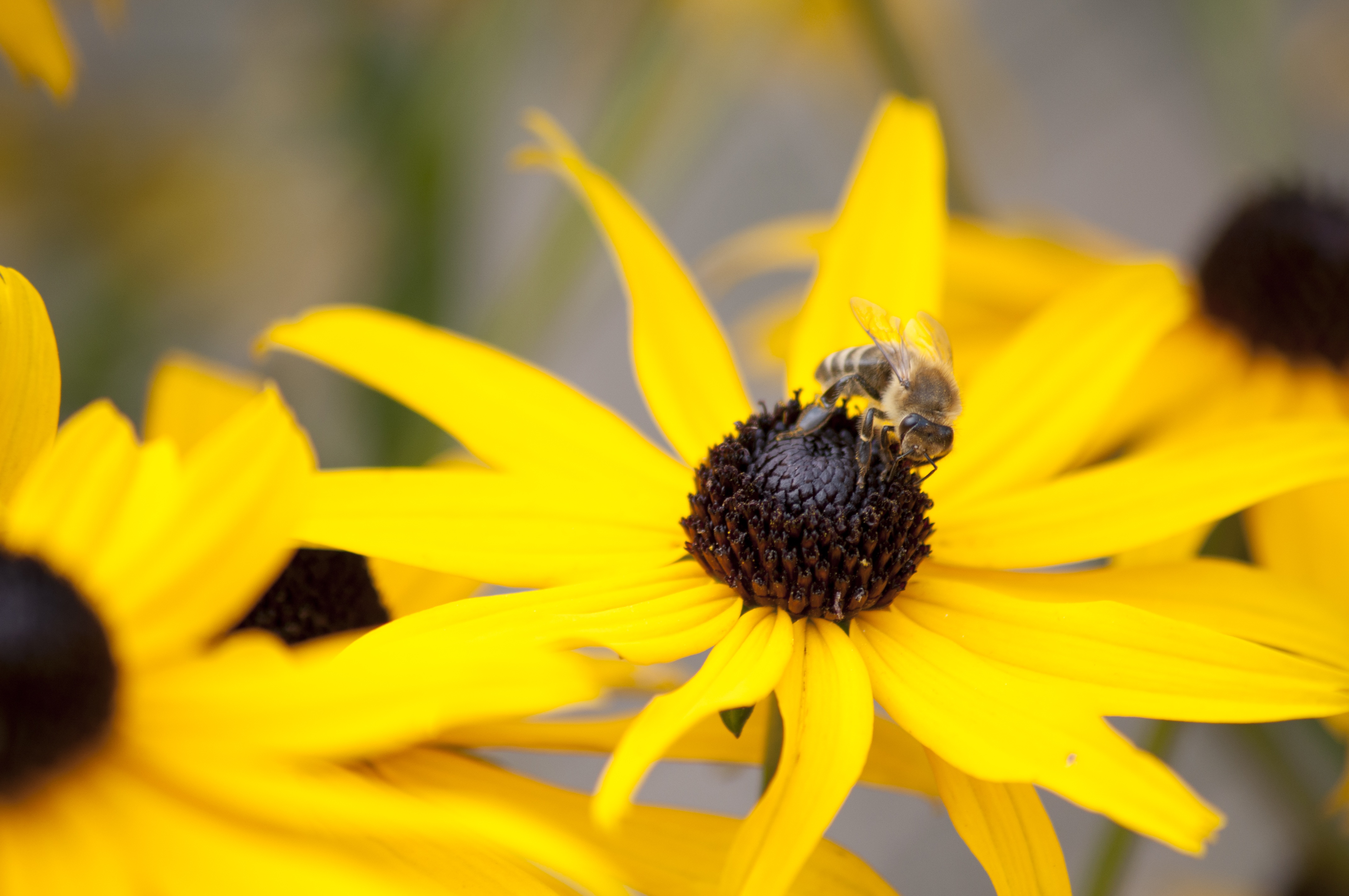 Coneflower Bee Honey free image download
