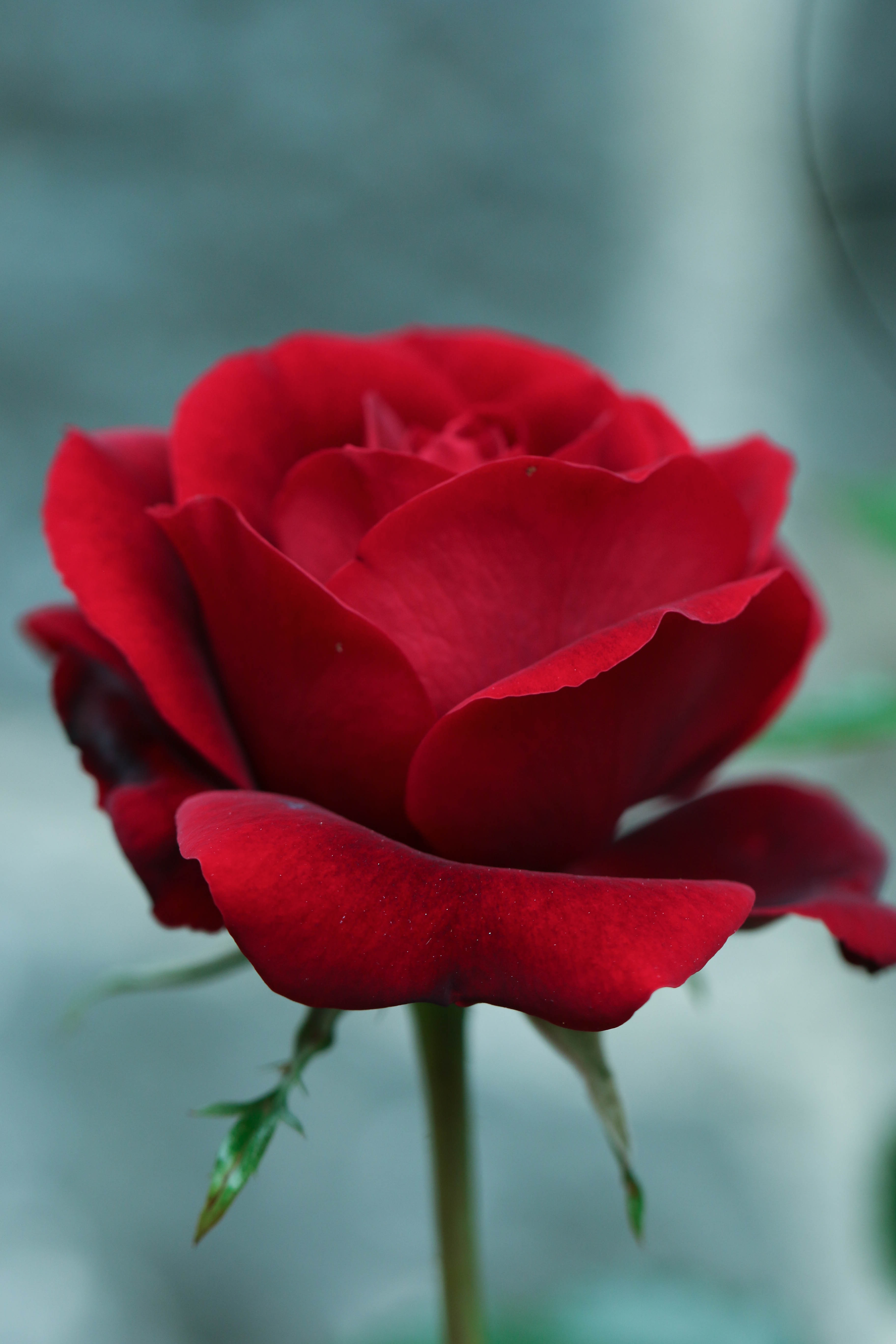 Rose Flower Garden free image download