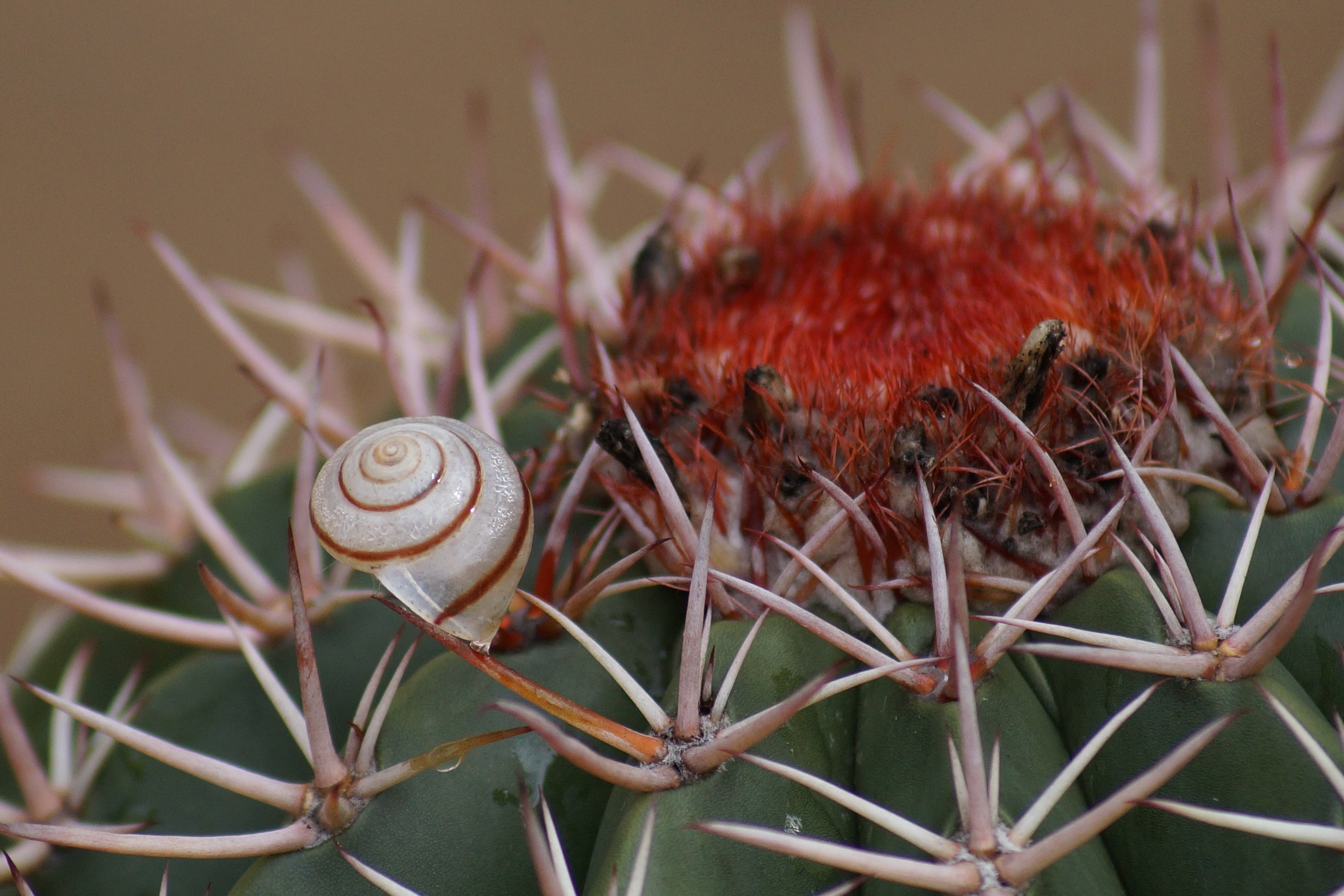 Cactus Snail Prickly free image download