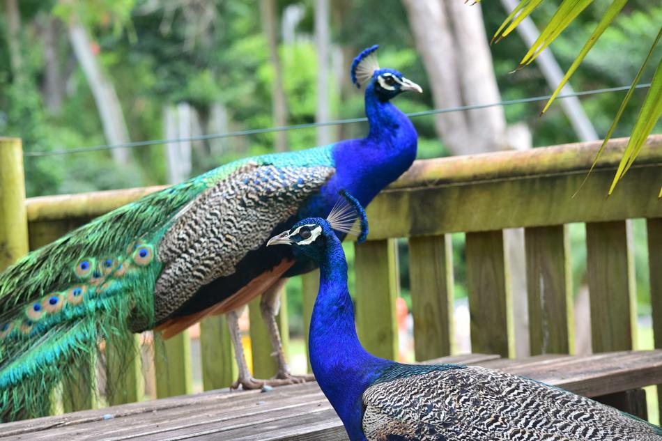 Peacock Zoo Bird free image download