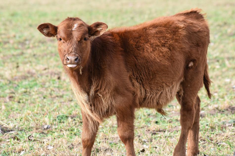 Bovine Animal Livestock free image download