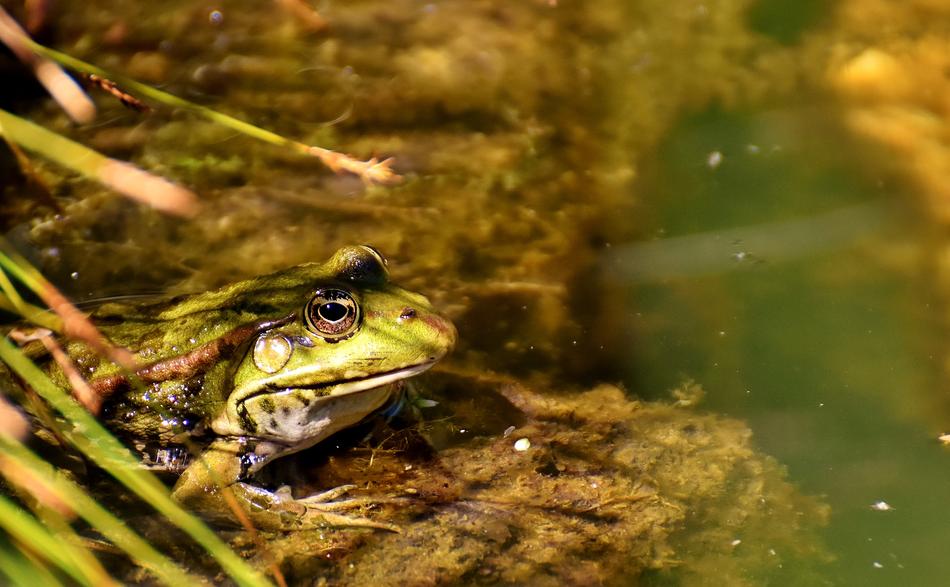 Frog Pond Animal Water free image download