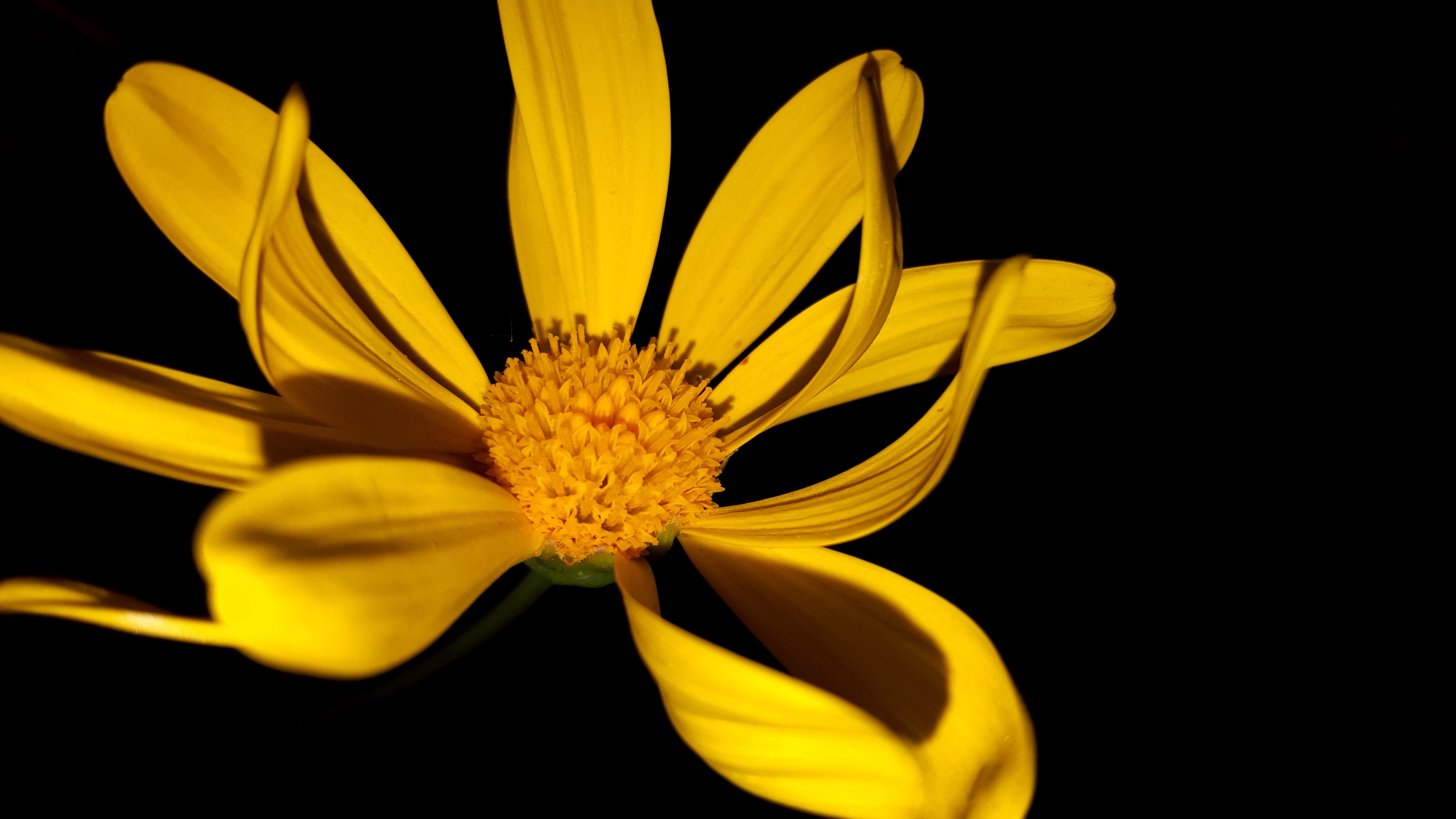 Flowers Nature Night NightTime free image download