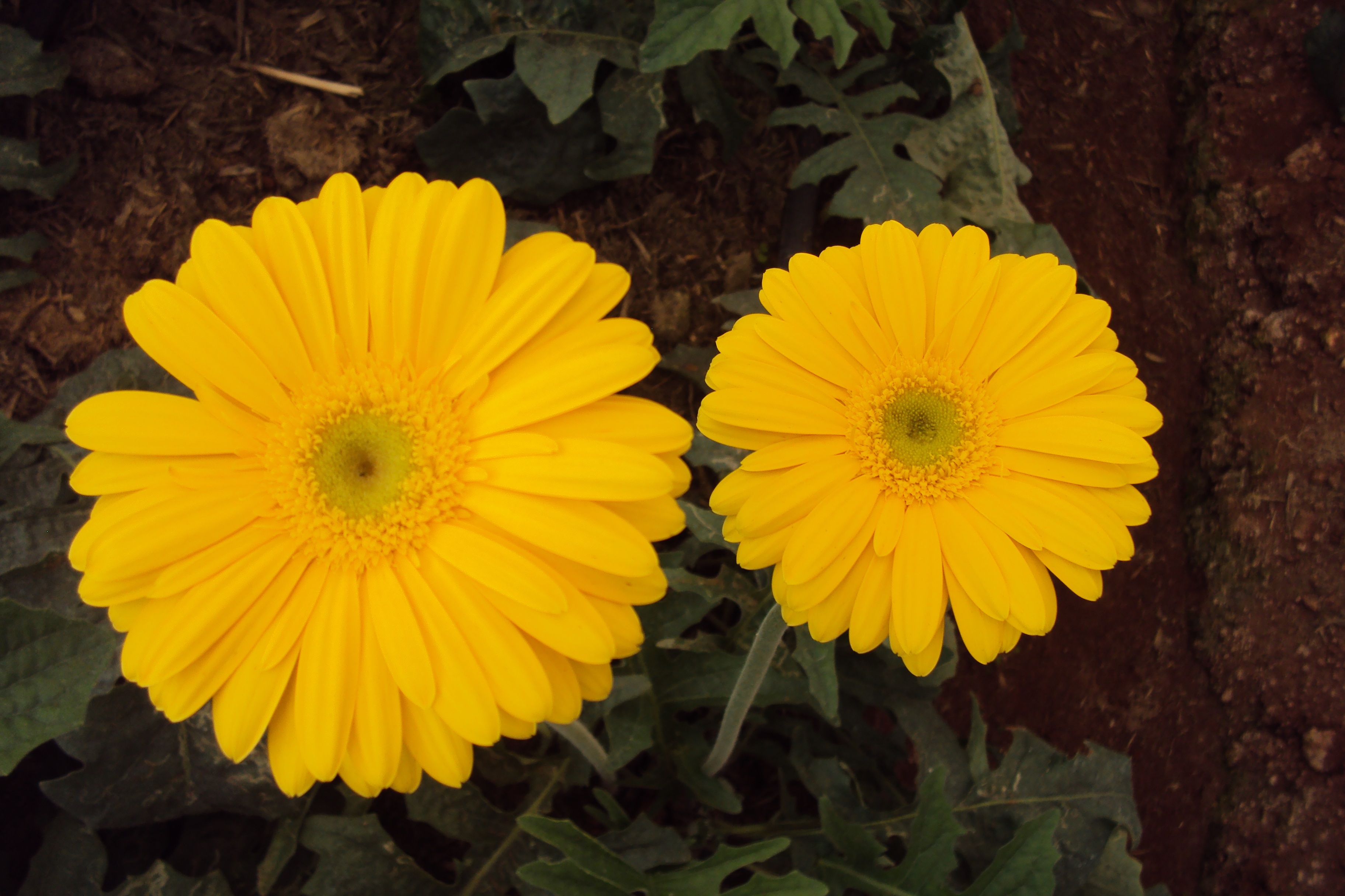 Yellow Flower Daisy Blossom free image download