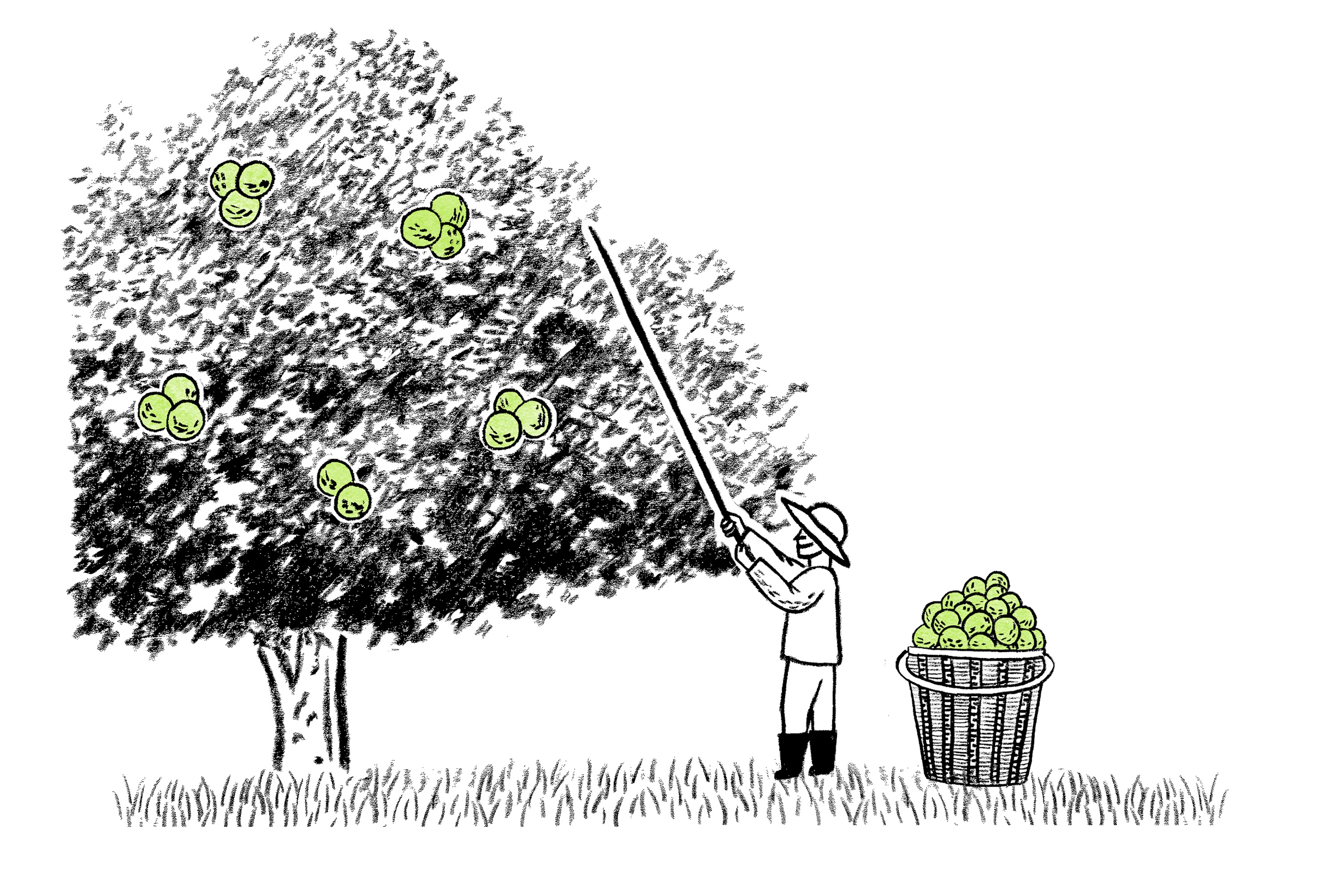 Walnut walnut tree farmer nature free image download