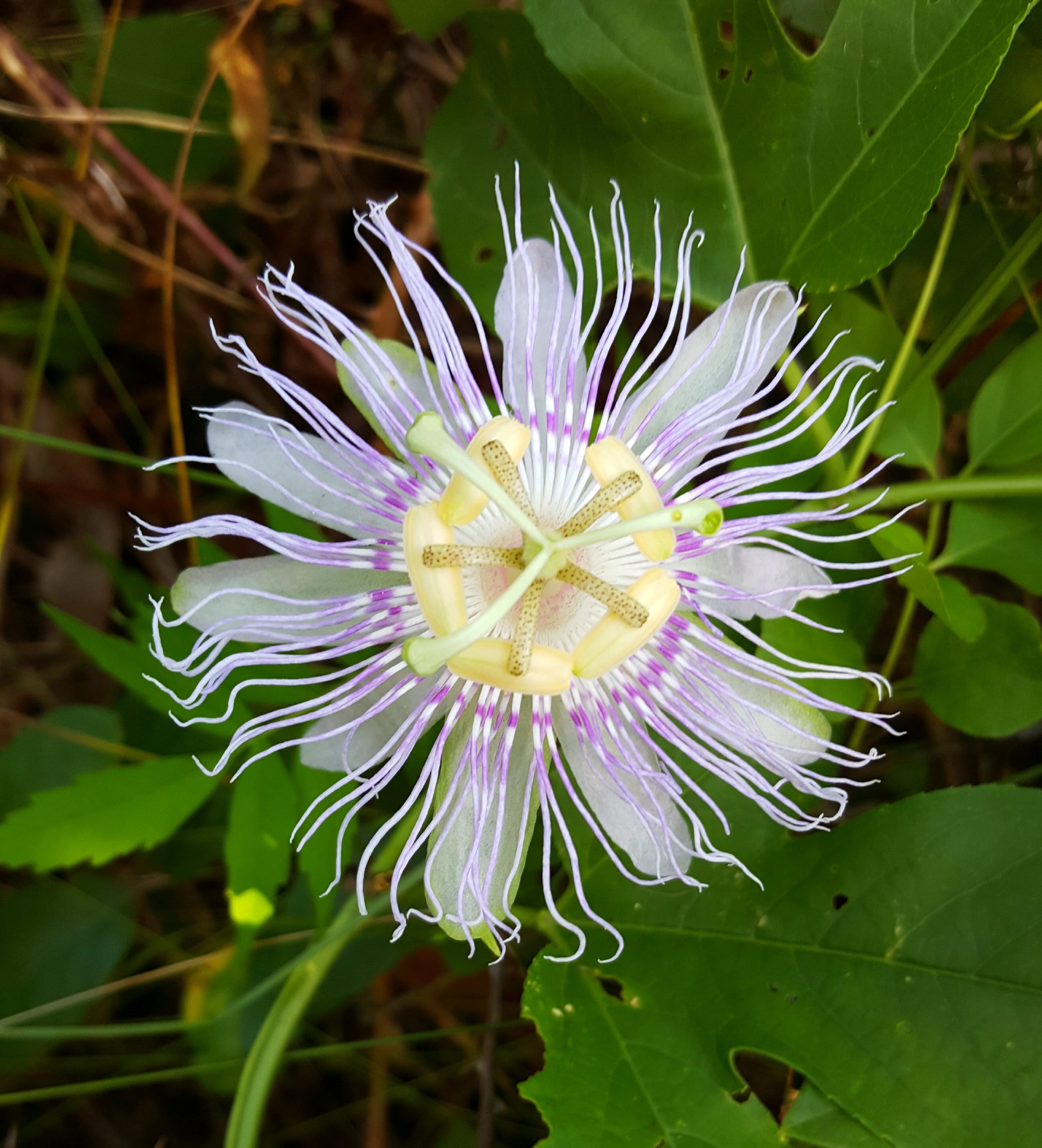 Passion Flower Vine free image download