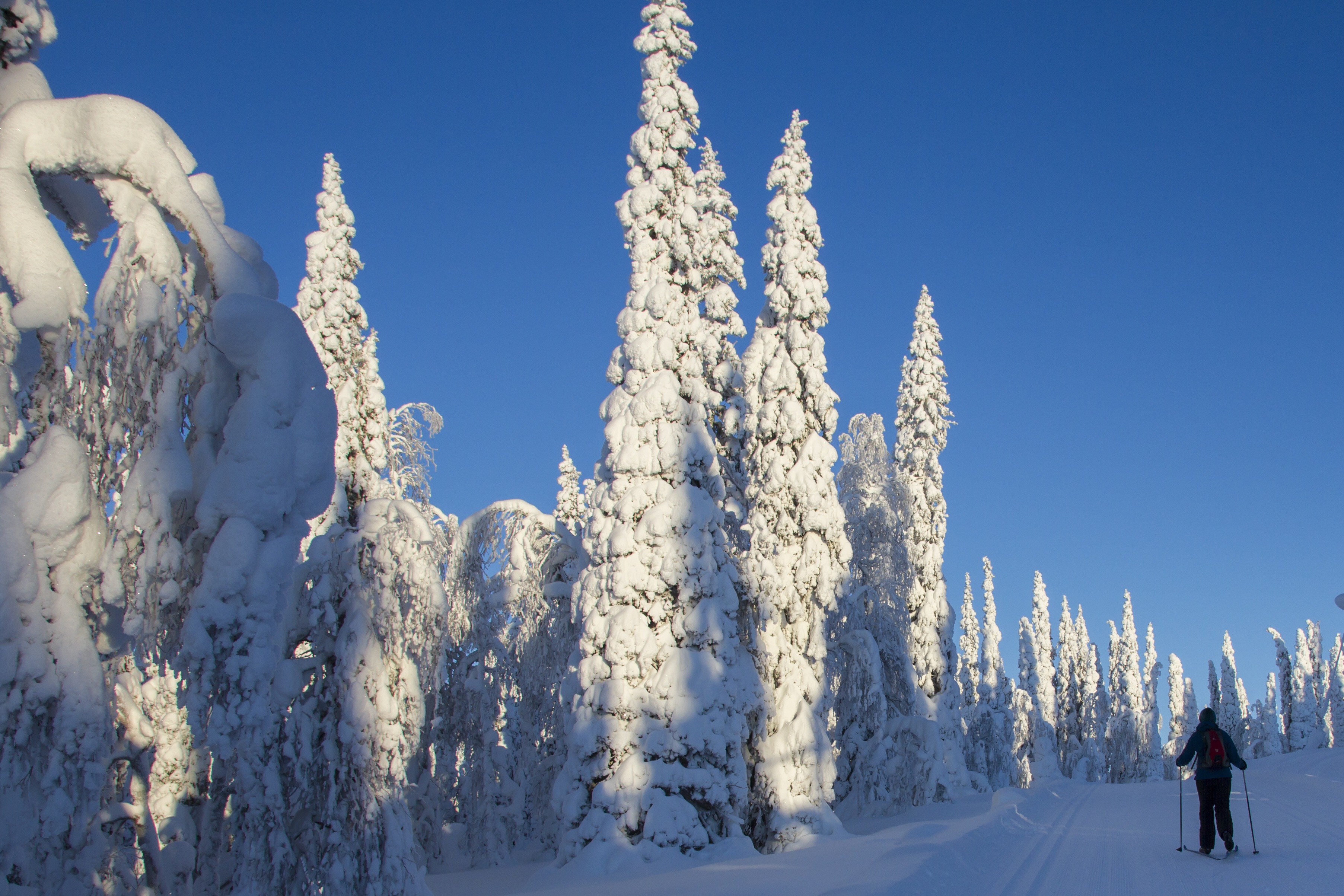 Lapland Winter Snow free image download