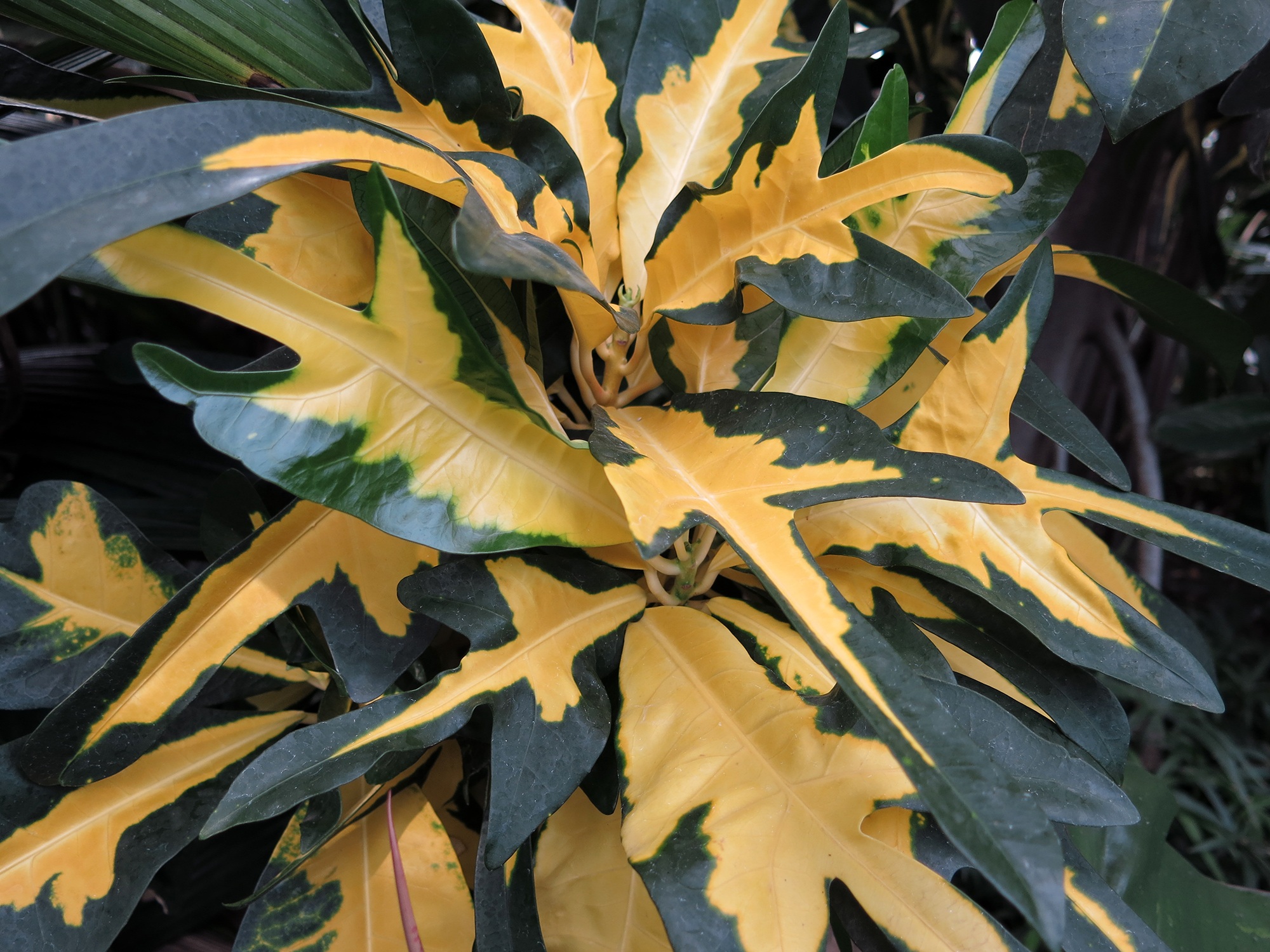 Yellow Leaves Plant free image download