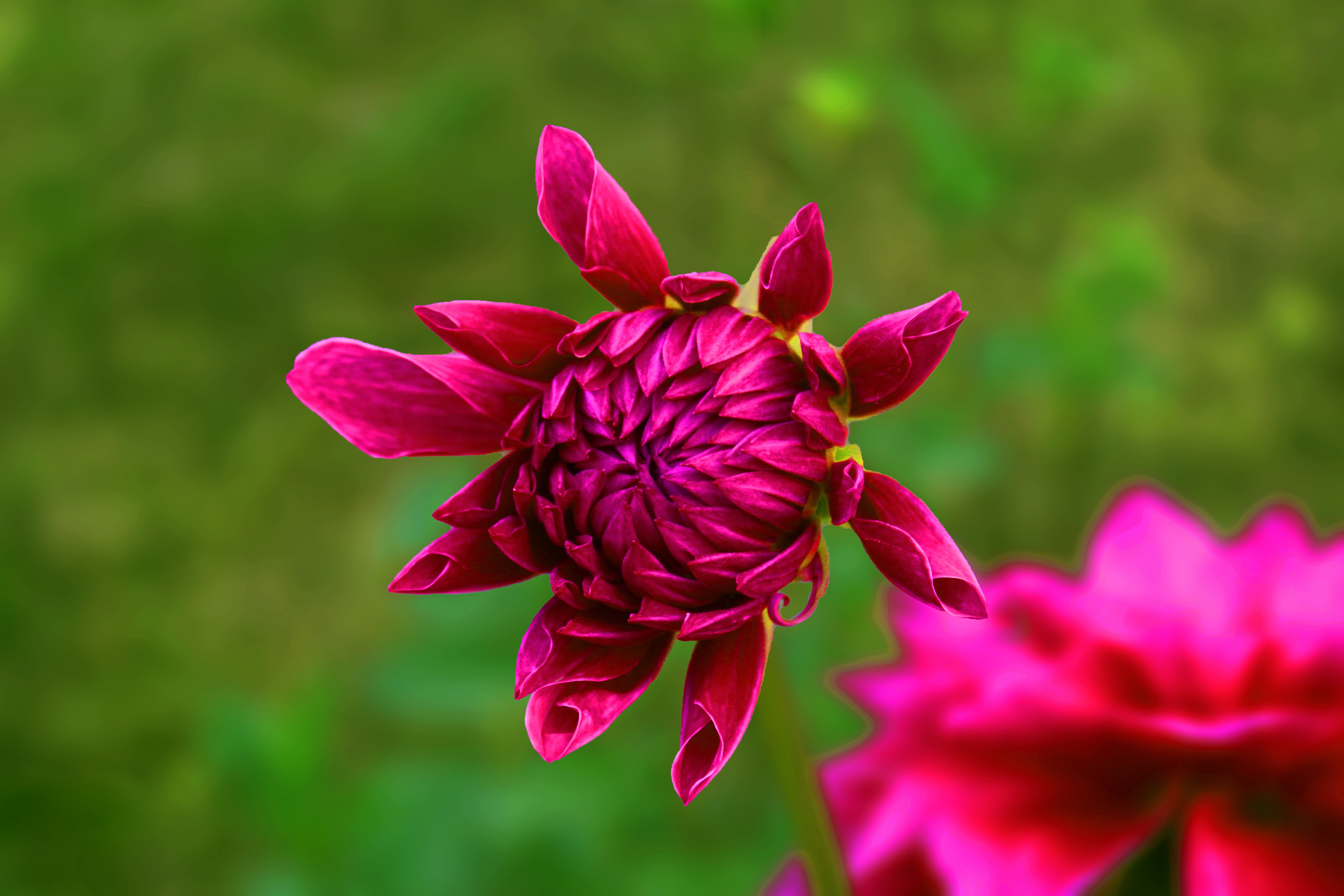 Flower Green Background Red free image download