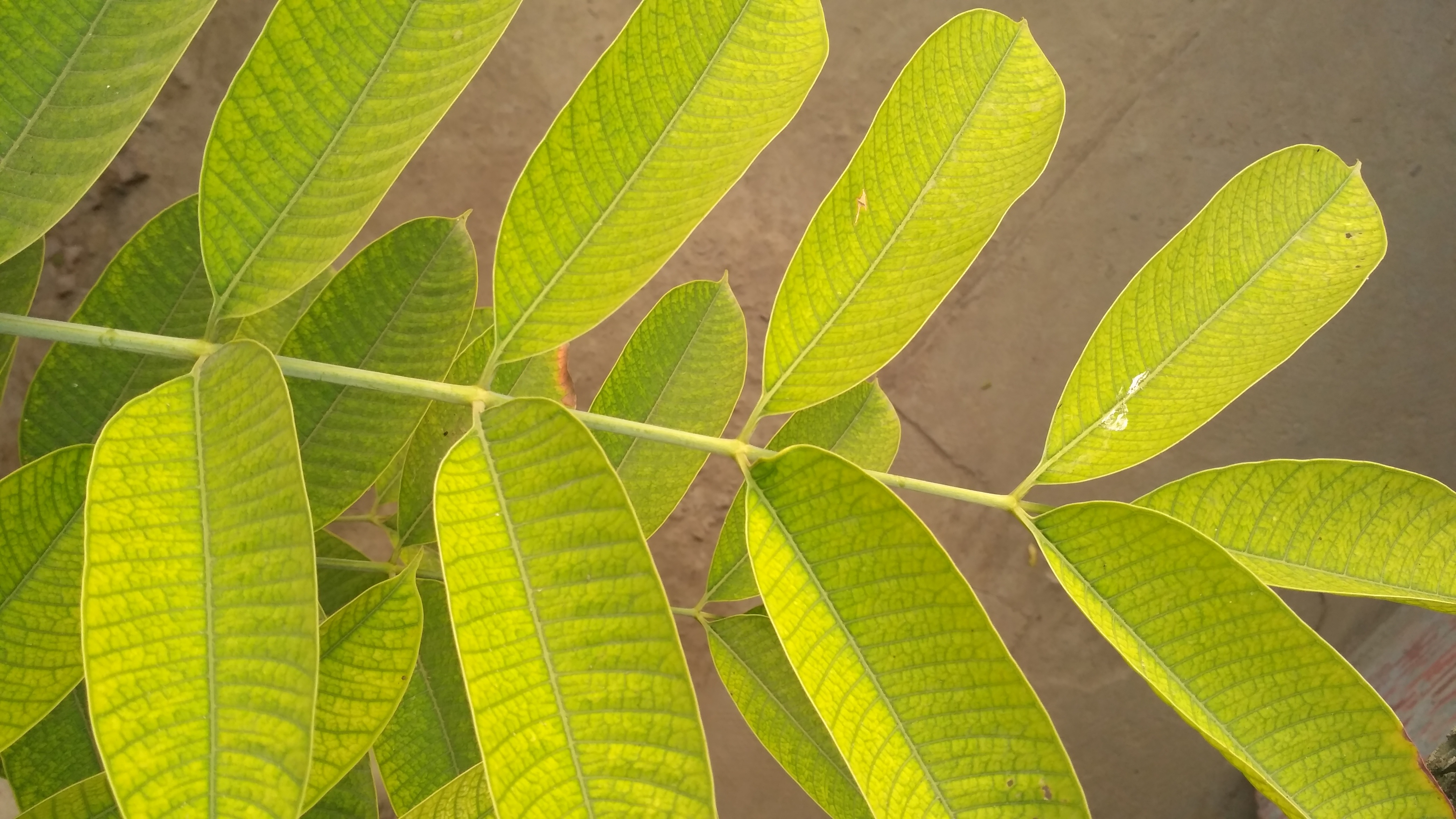 Green Leaves Plant free image download