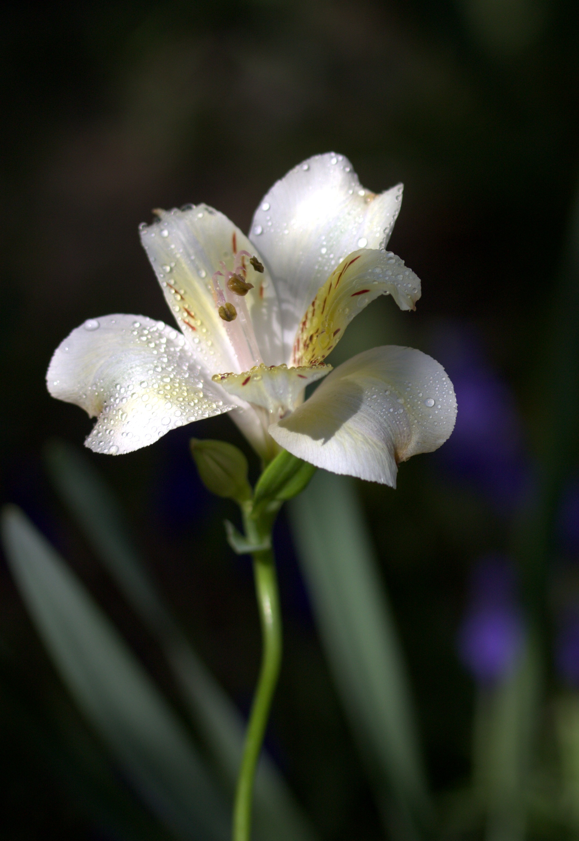 Lily Flower Wild free image download