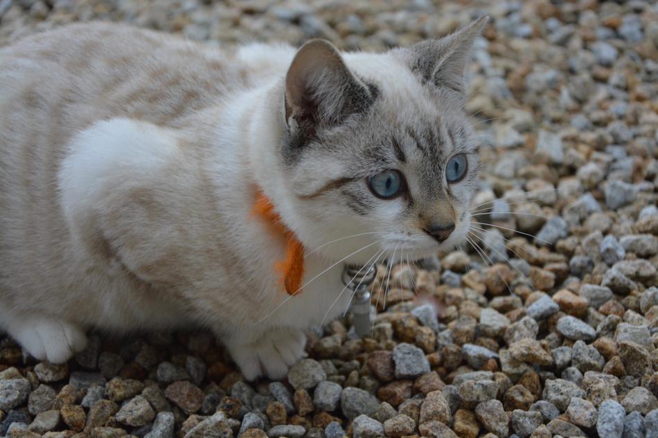 Cat Kitten Hunt Position free image download