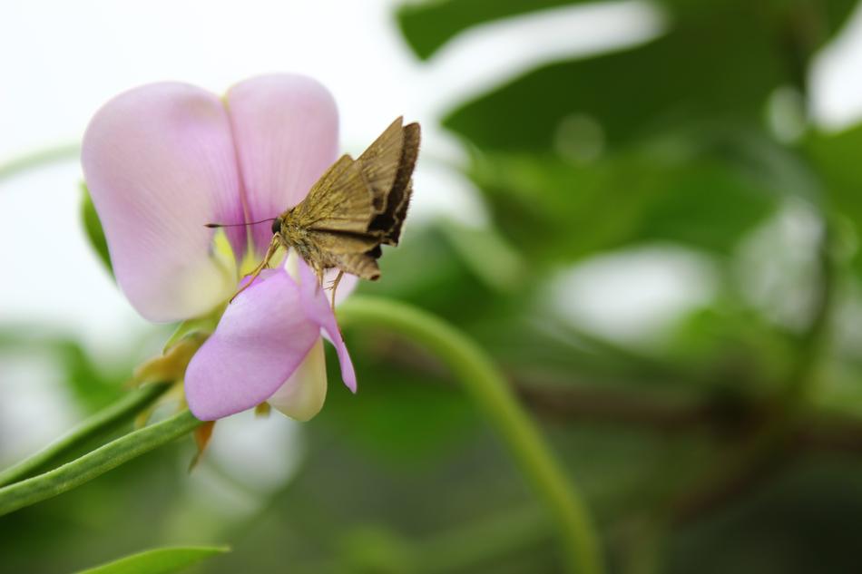 Moths Butterfly collecting nectar of Flowers free image download