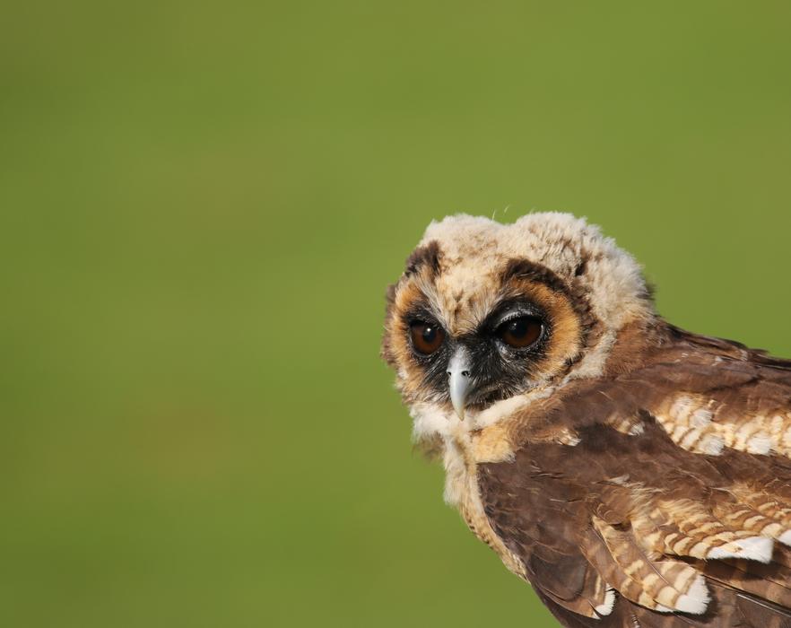 Owl Little Brown Juvenile free image download