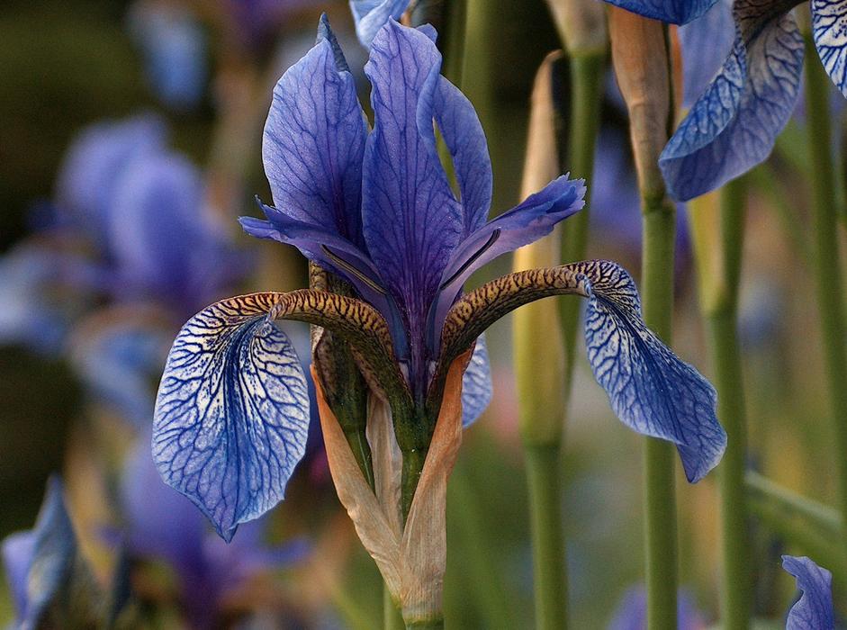 Iris Flower Blue free image download