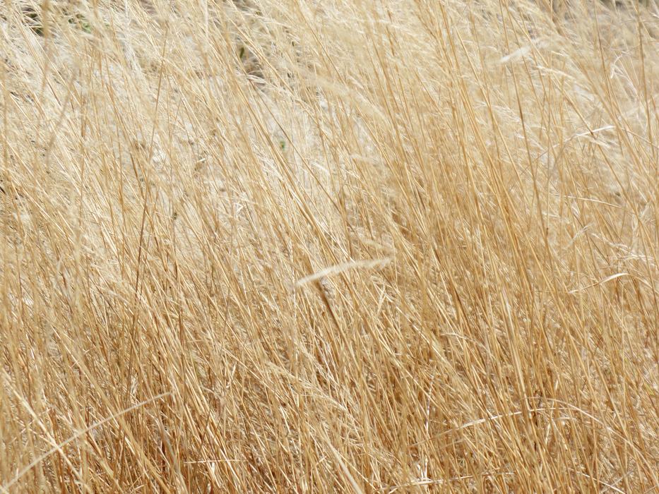 Grass Yellow Dry free image download