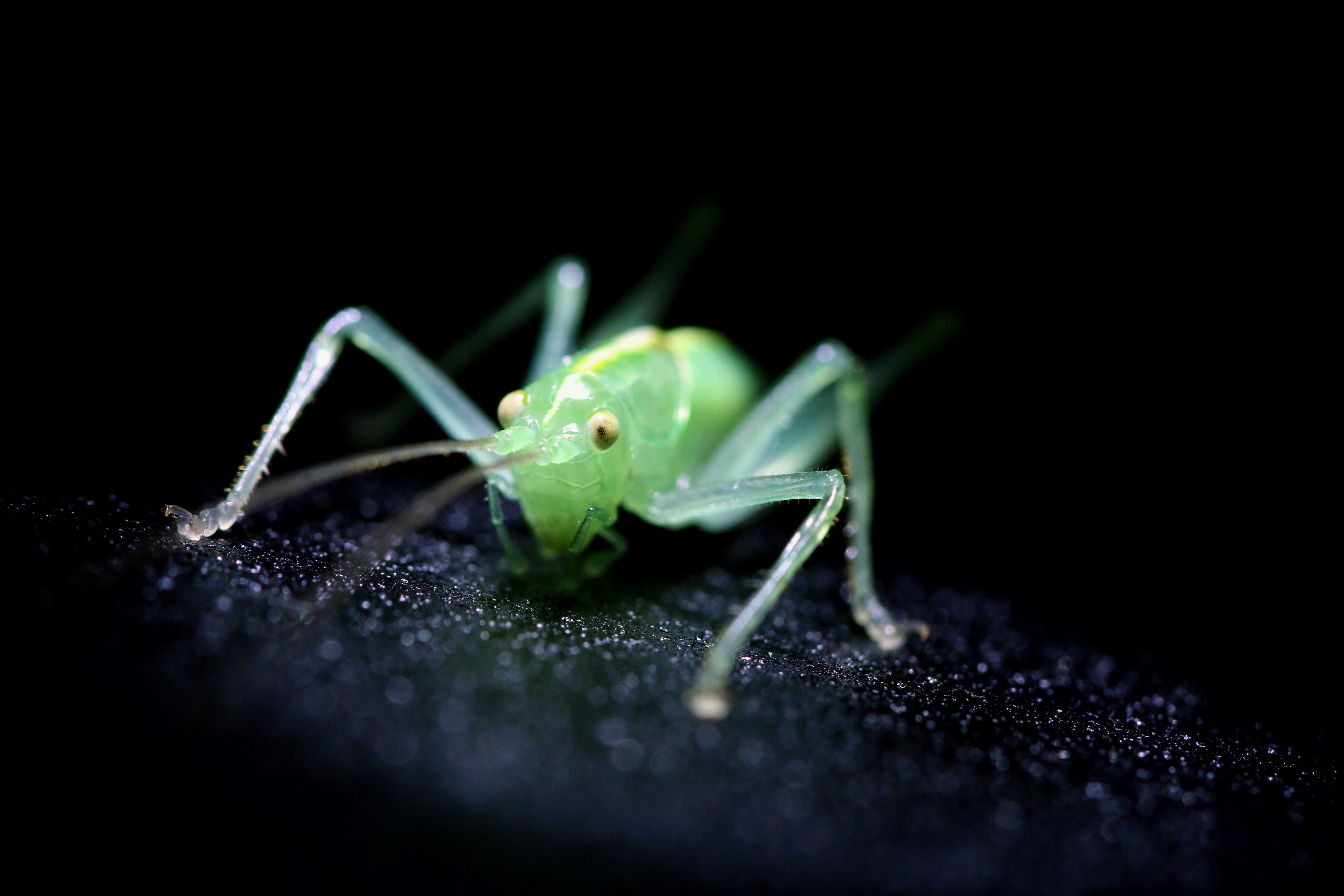 Insect Green Cricket free image download