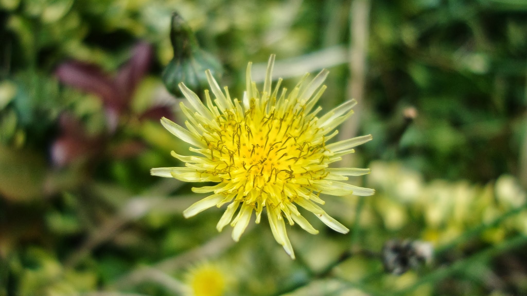 Dandelion Yellow Flower free image download