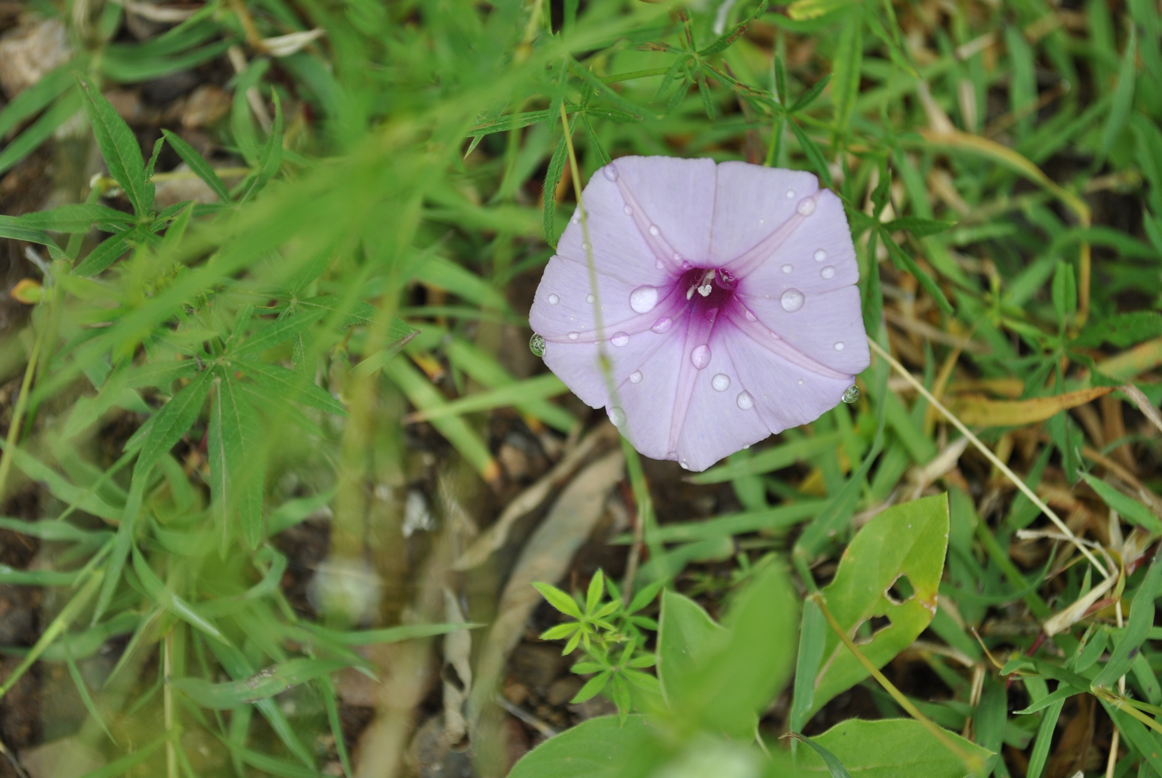 Purple Morning Glory Flower free image download