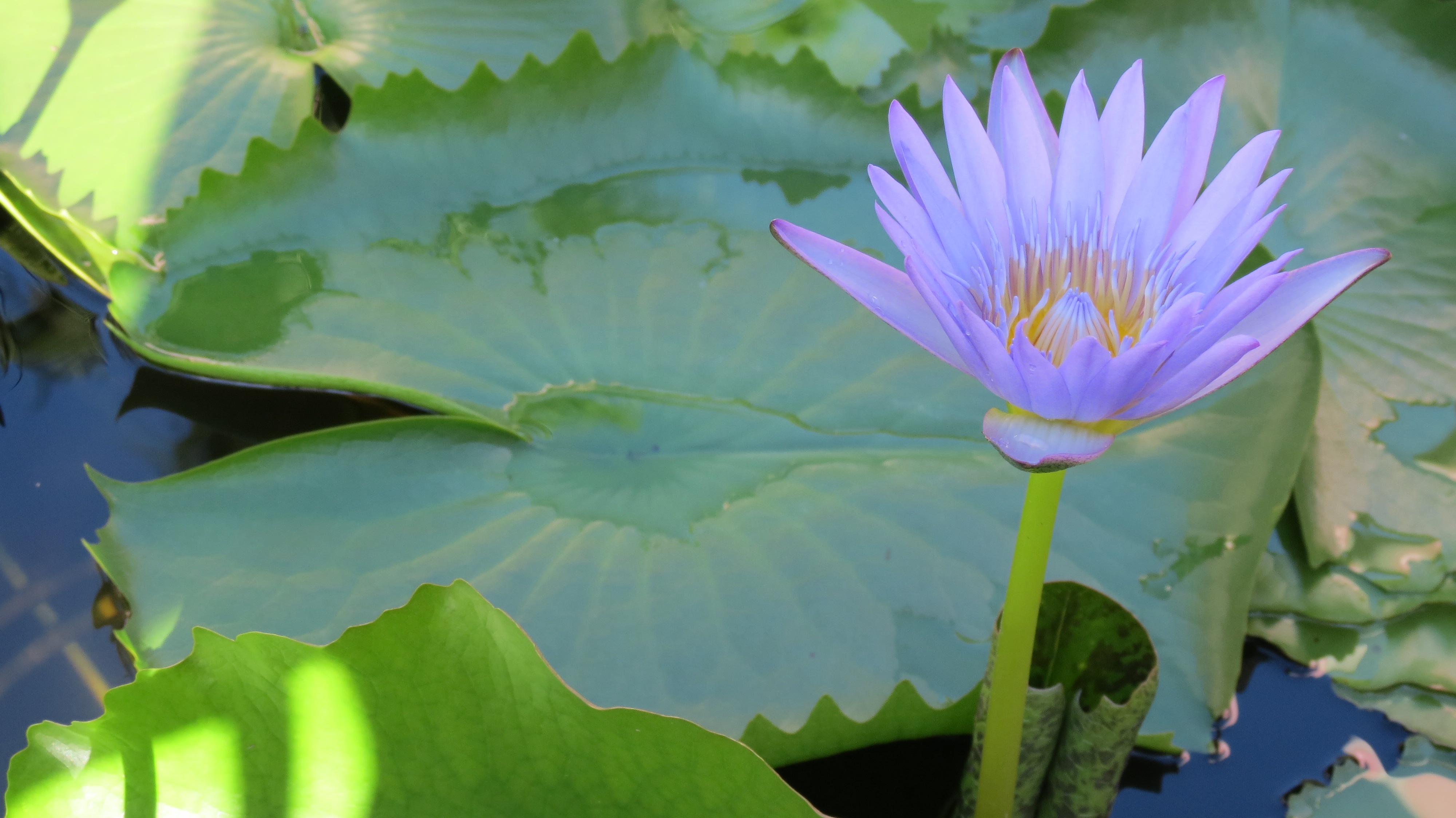Cambodia Lotus Flower free image download
