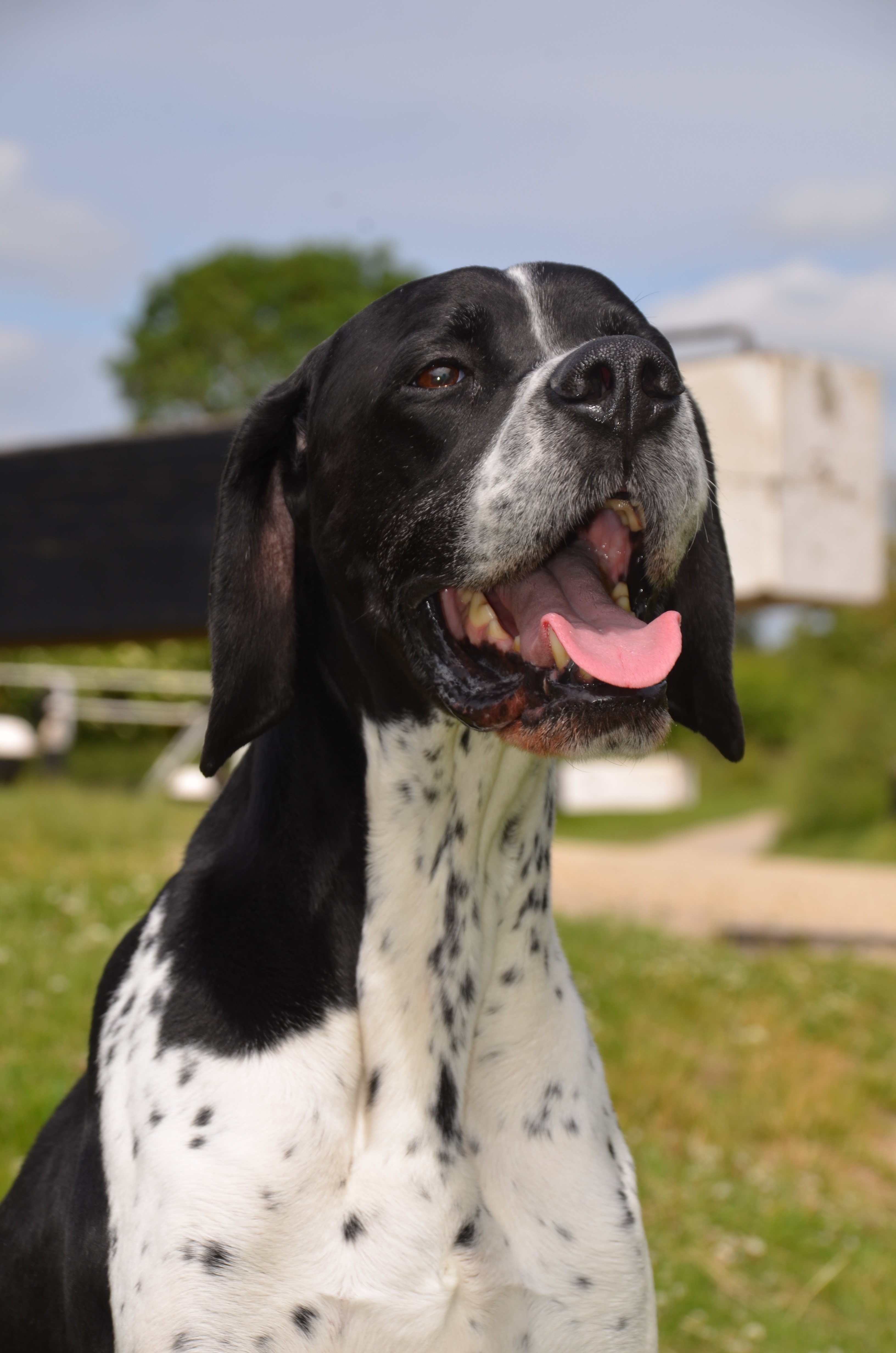 English Pointer Gun Dogs free image download