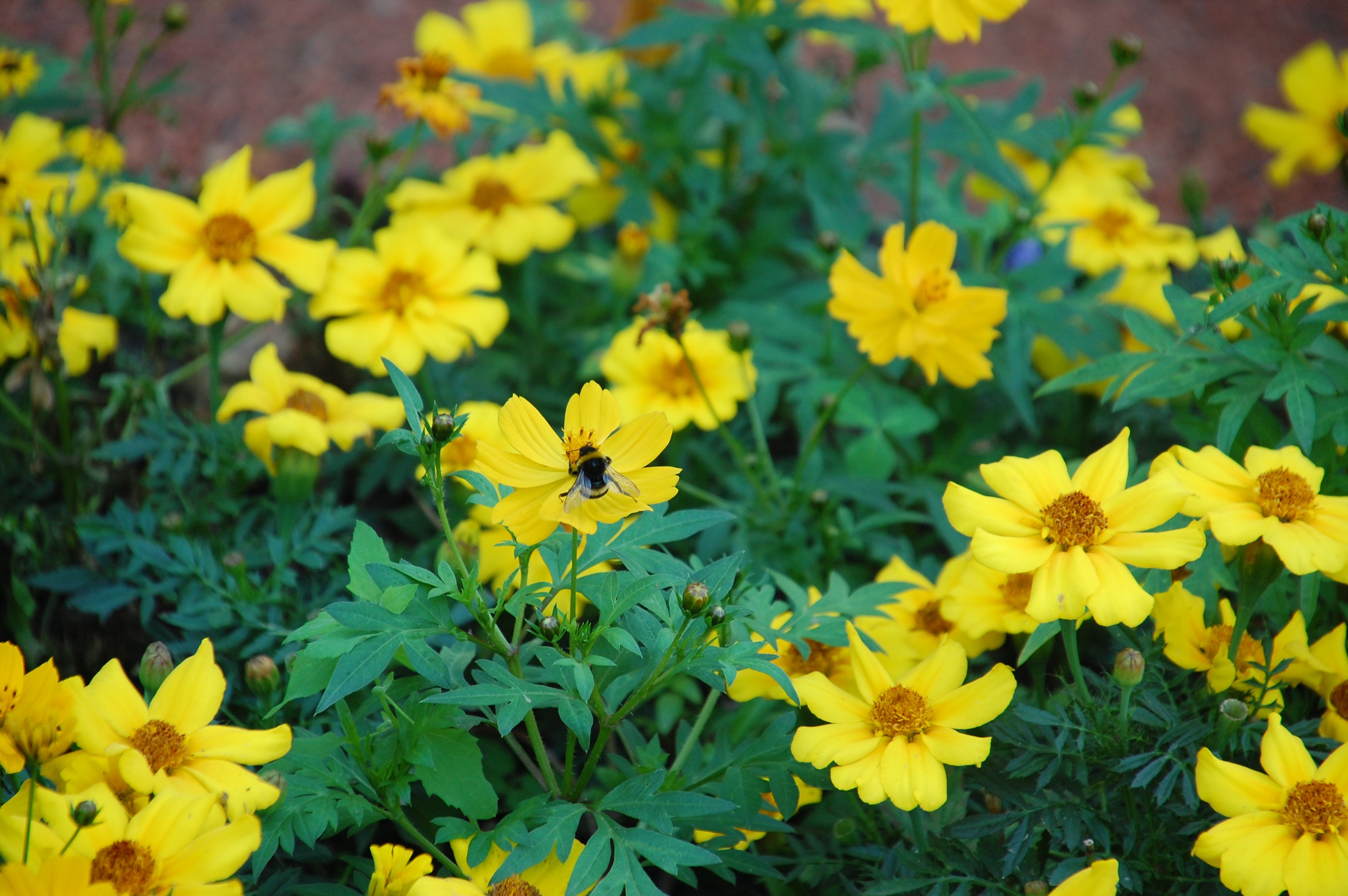 Flower Bloom Yellow free image download
