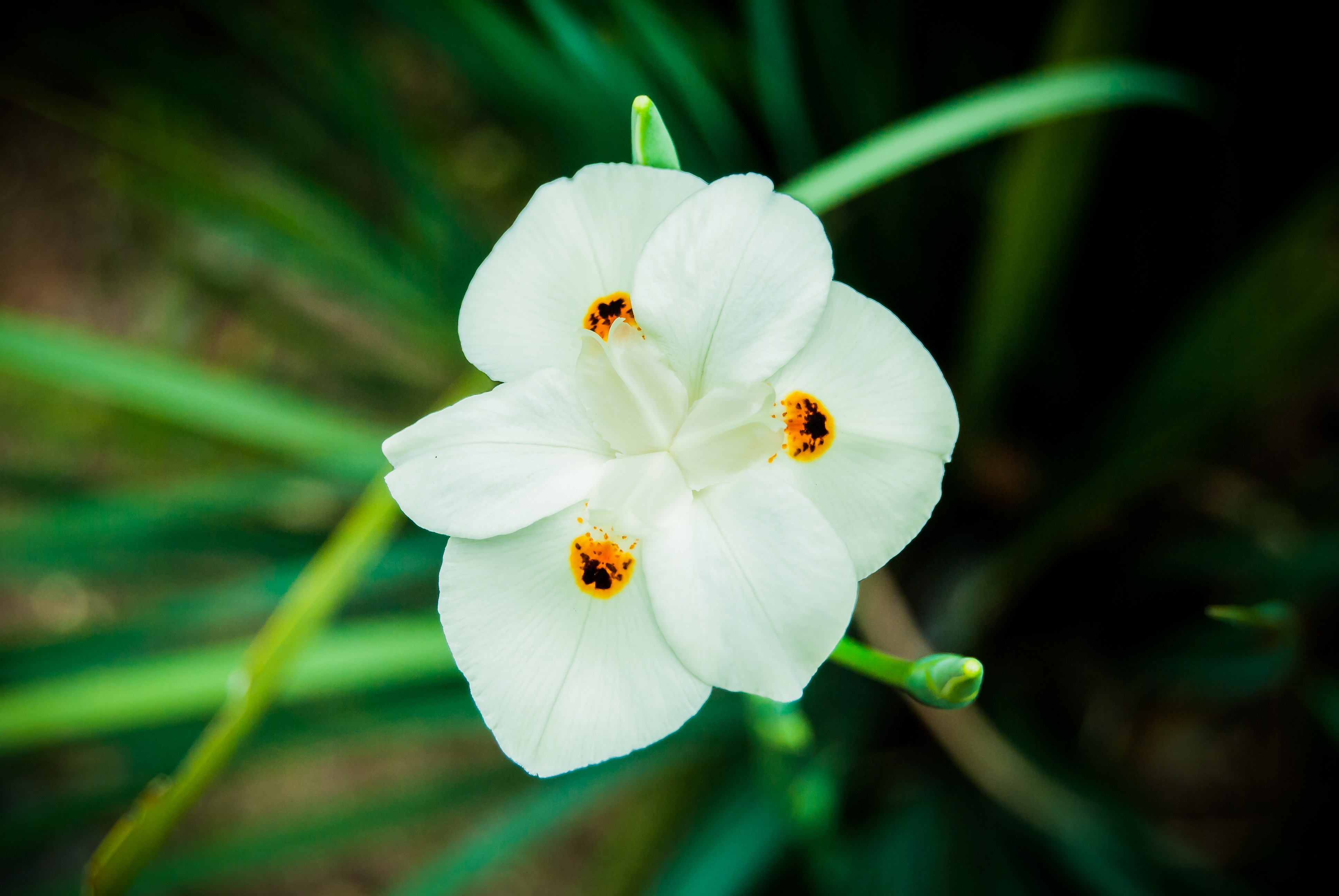 Flower Nature Beauty free image download