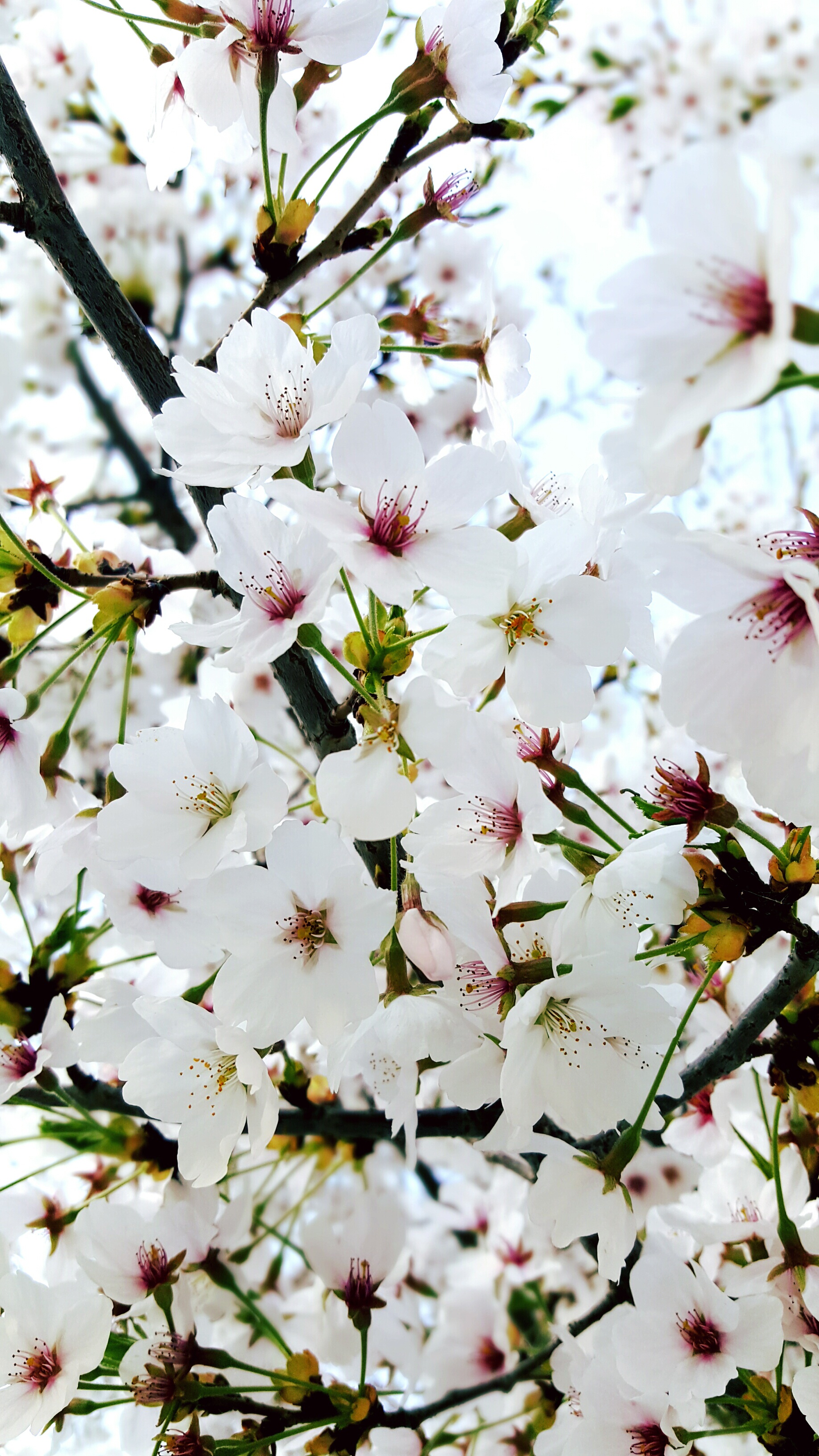 Flowers Cherry Tree Quarter free image download