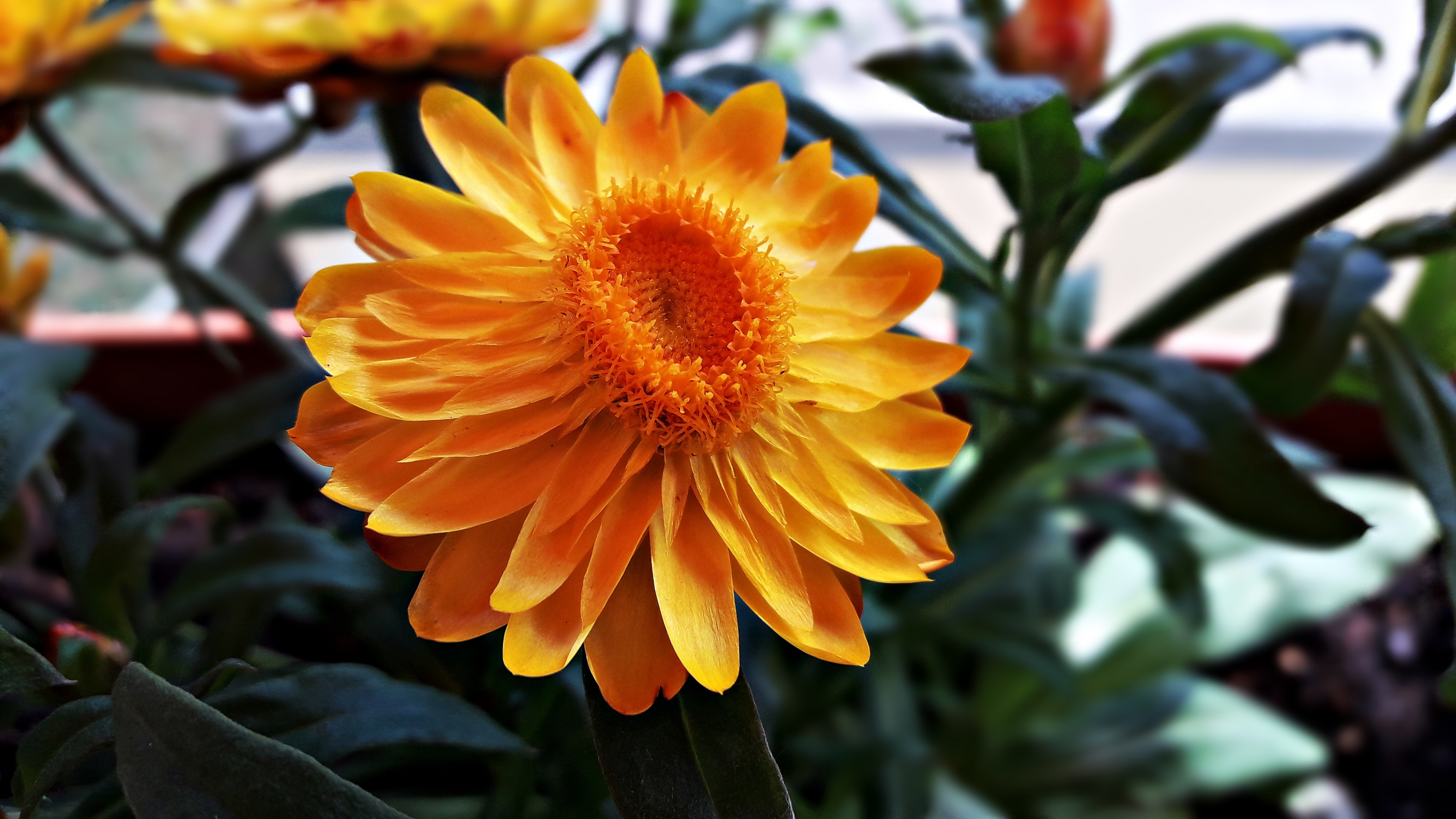 Słomianki Flowers Little free image download