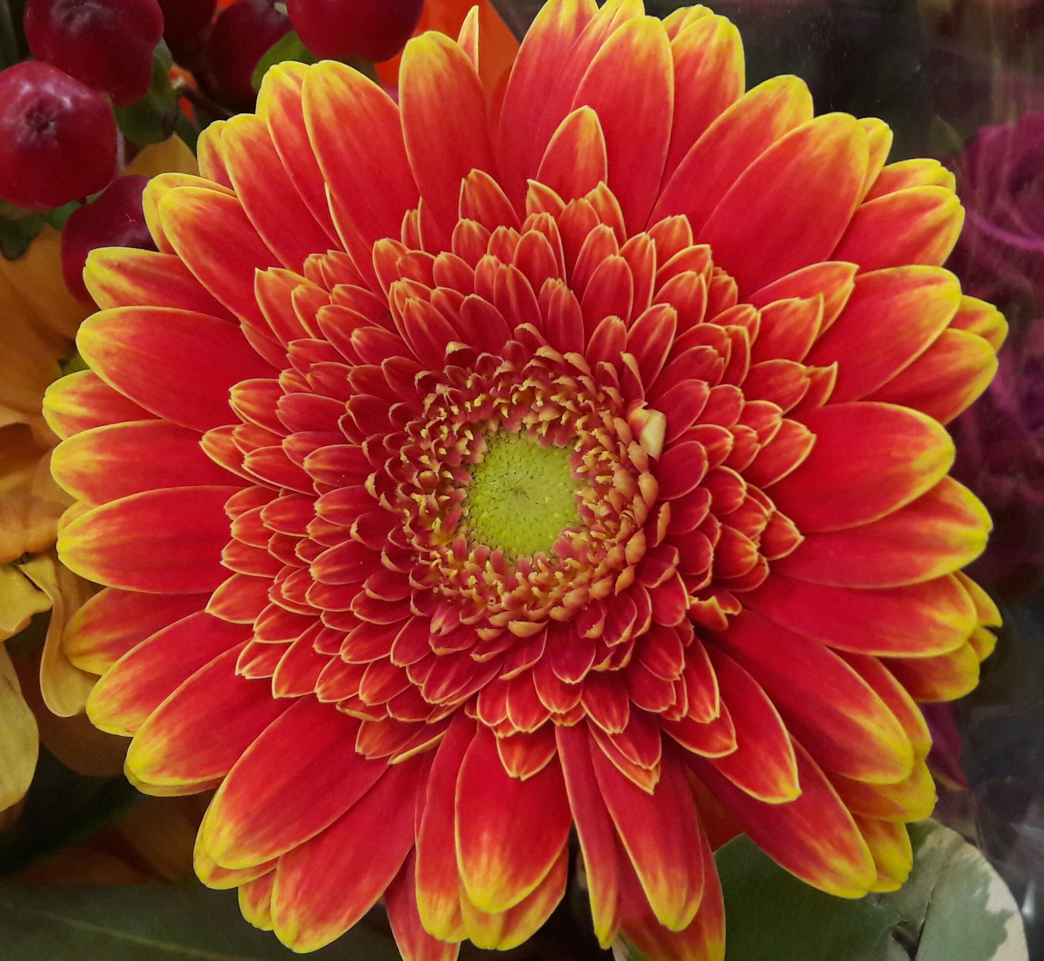 Gerbera Orange Yellow free image download
