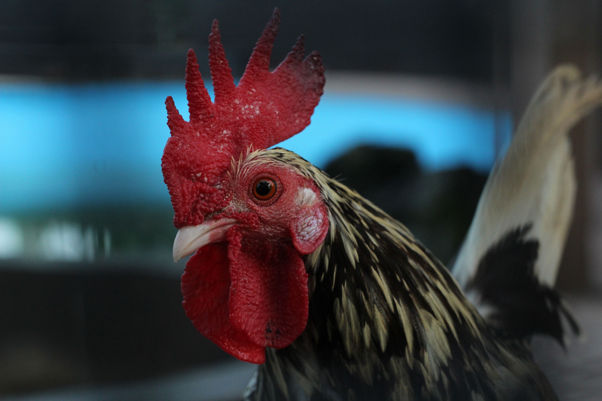 Birds poultry free image download