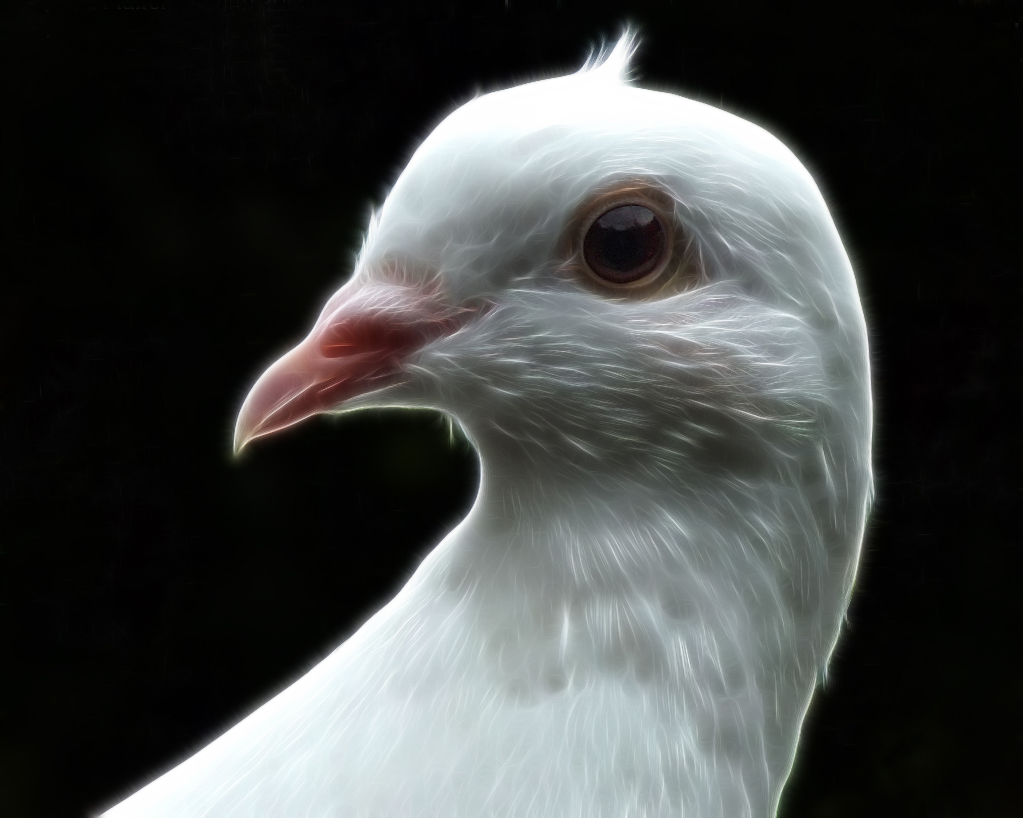 White dove head on black background free image download