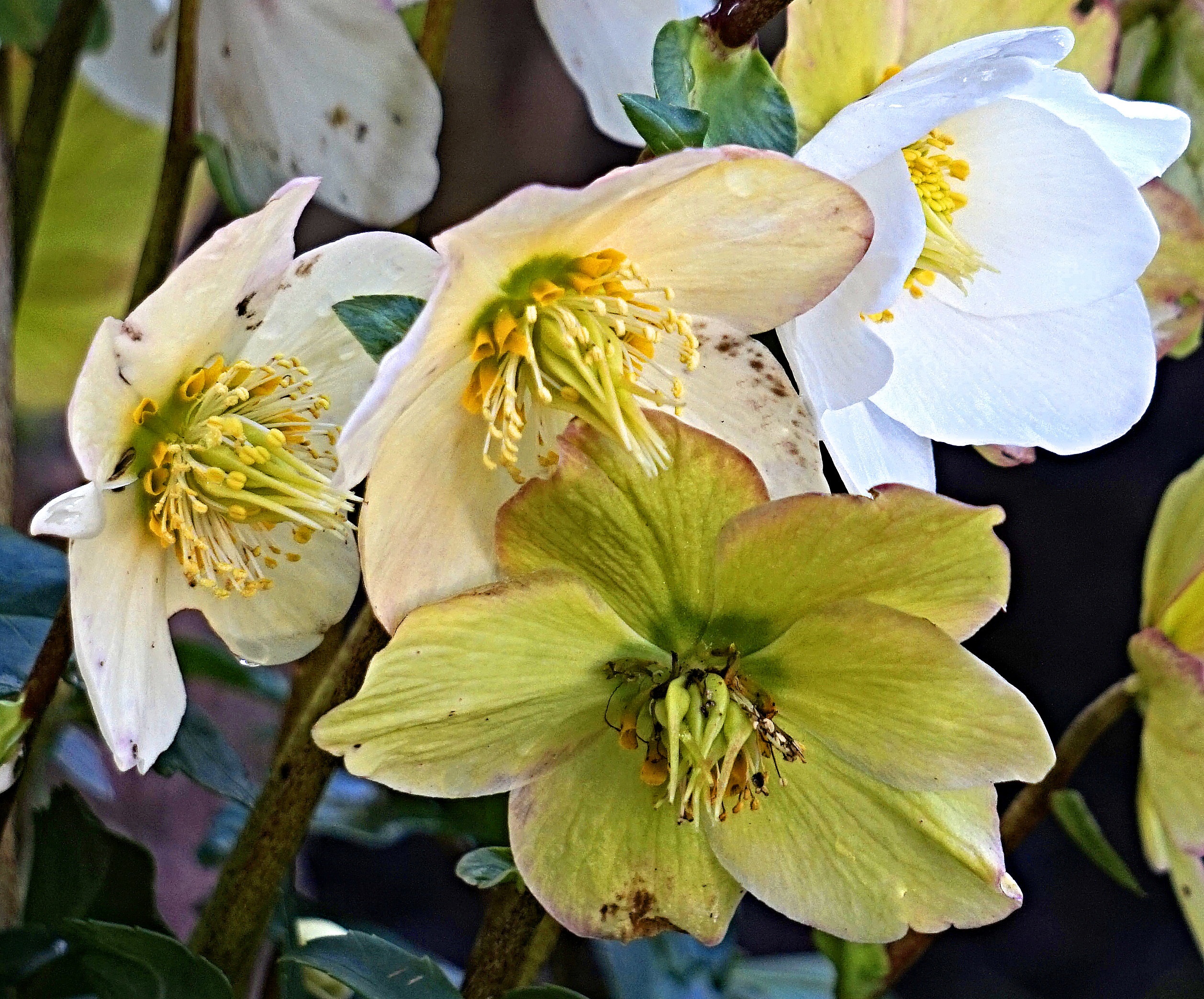 Christmas Rose Flower Nature free image download