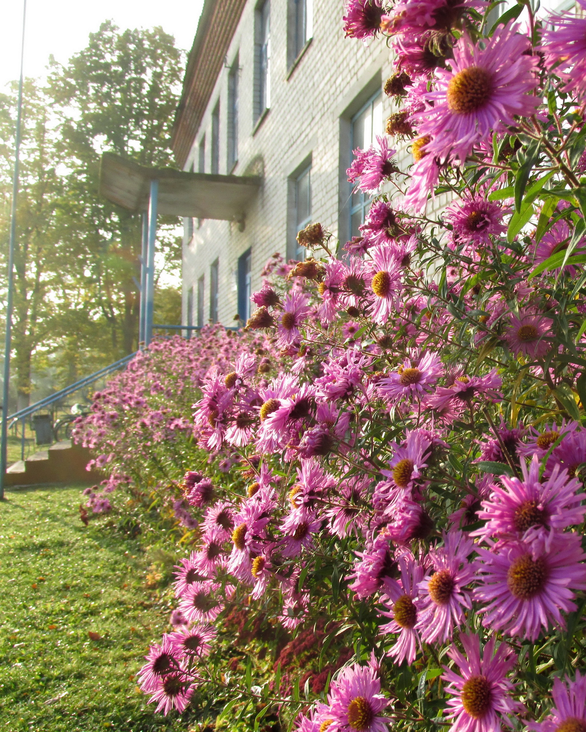 Flower Plant Garden free image download